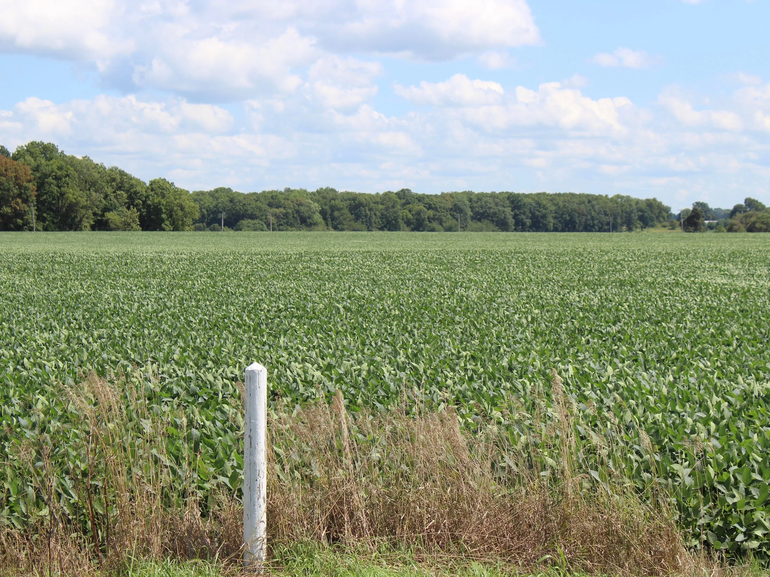 The quality of Illinois soybeans is improving slightly, according to this week’s USDA Crop Progress report. (One Illinois/Ted Cox)