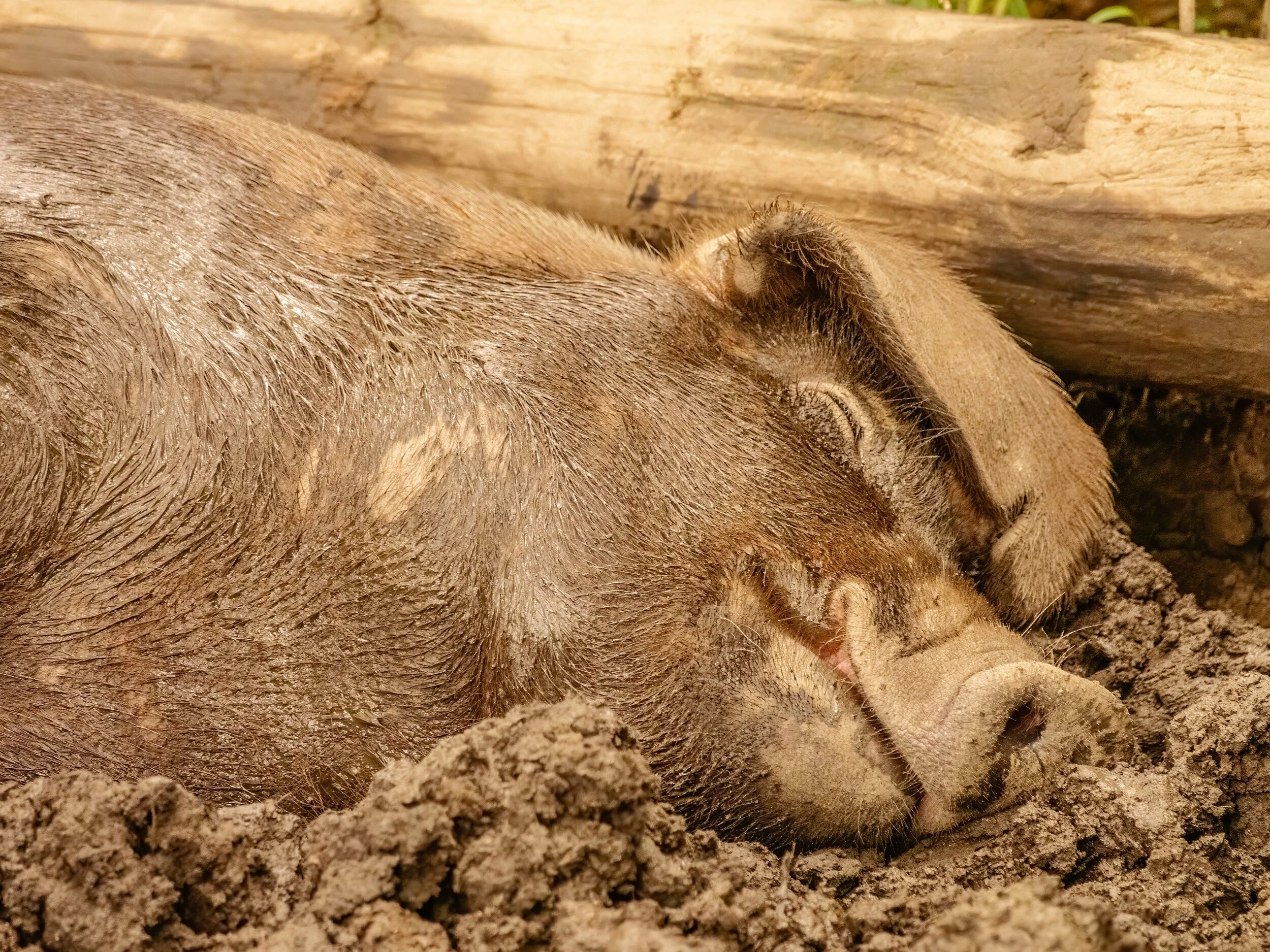 The USDA reported a record inventory of hogs and pigs on farms across the nation this week. (Shutterstock)