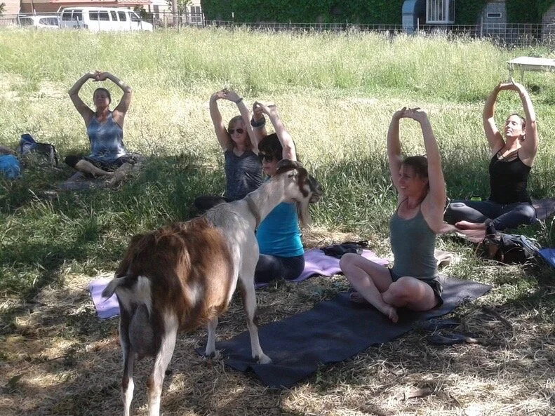 A class of goat yoga takes place at GlennArt Farm on Chicago’s West Side. (GlennArt Farm)