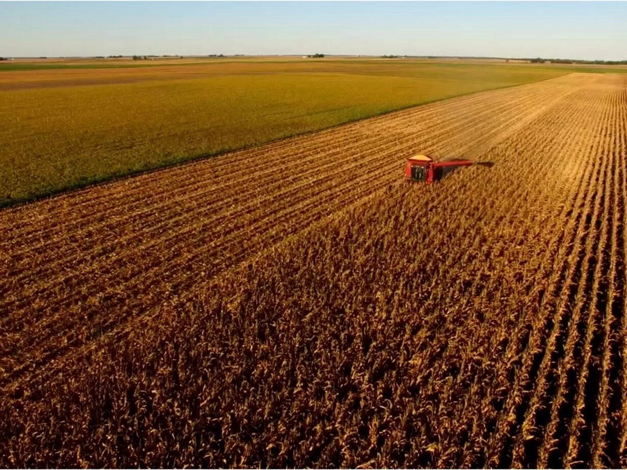 The Illinois corn harvest was projected to drop this year, but not as much as markets expected, prompting prices to fall. (Flickr/Ron Frazier)