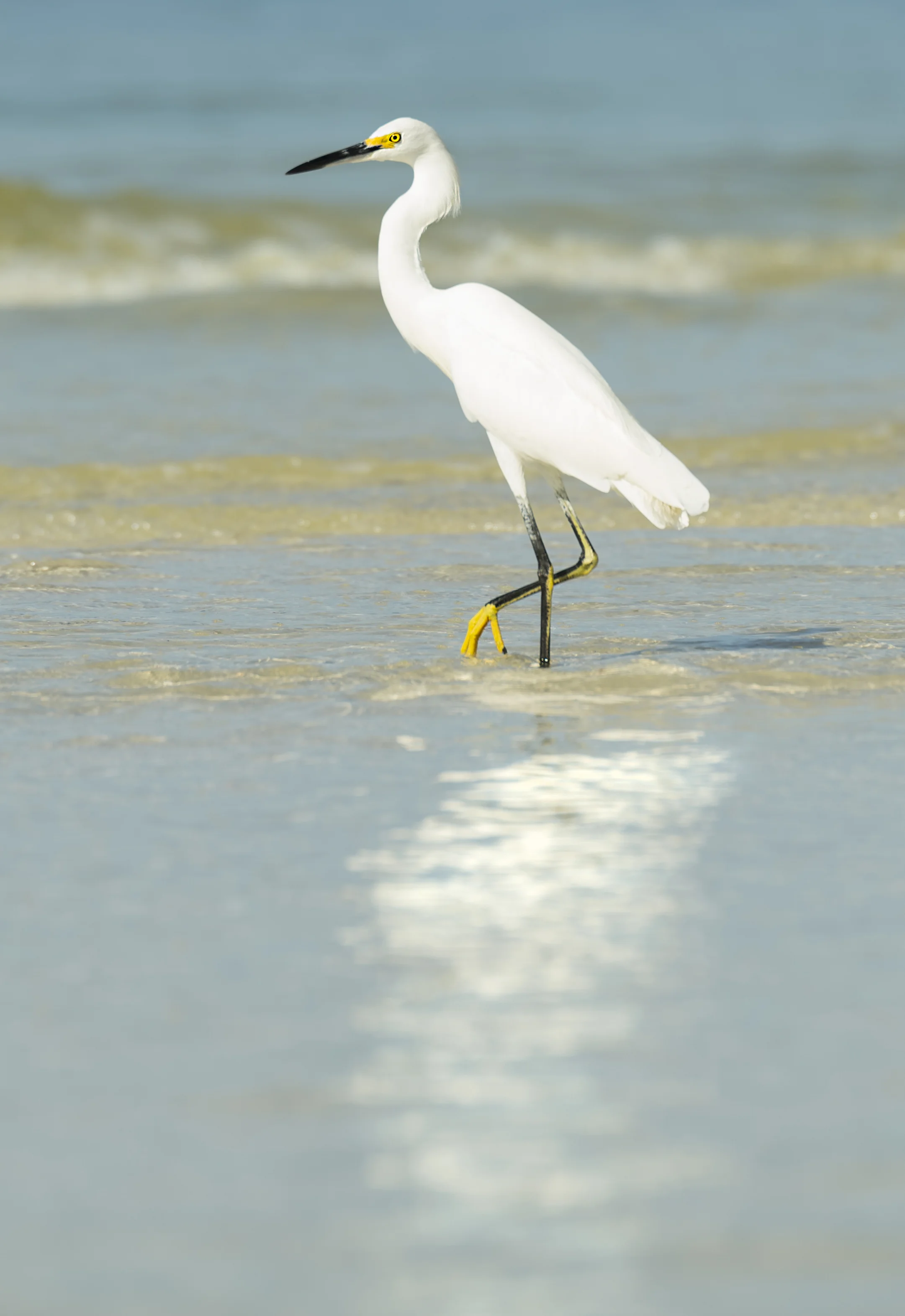 Egret