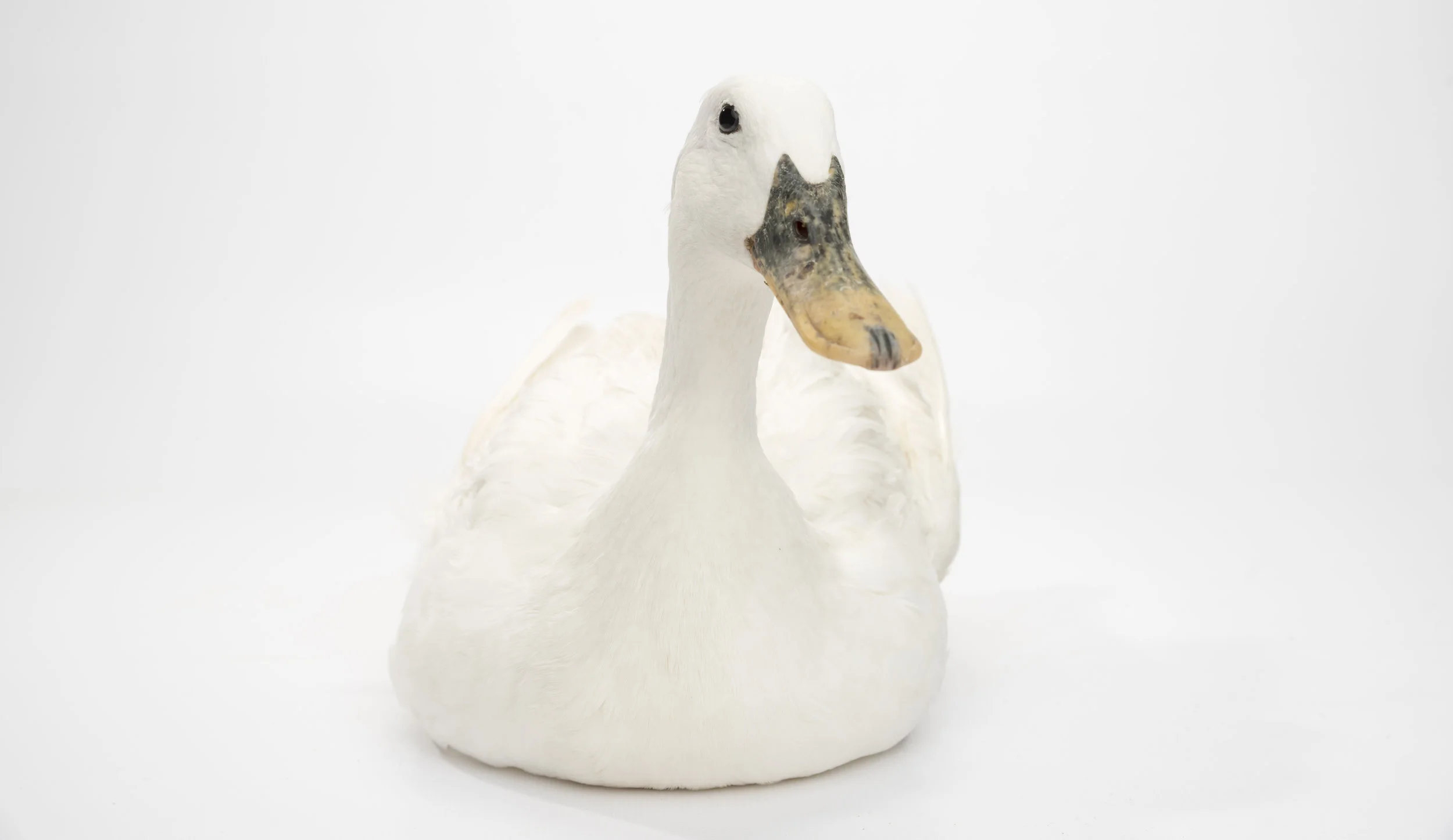 Swan Duck