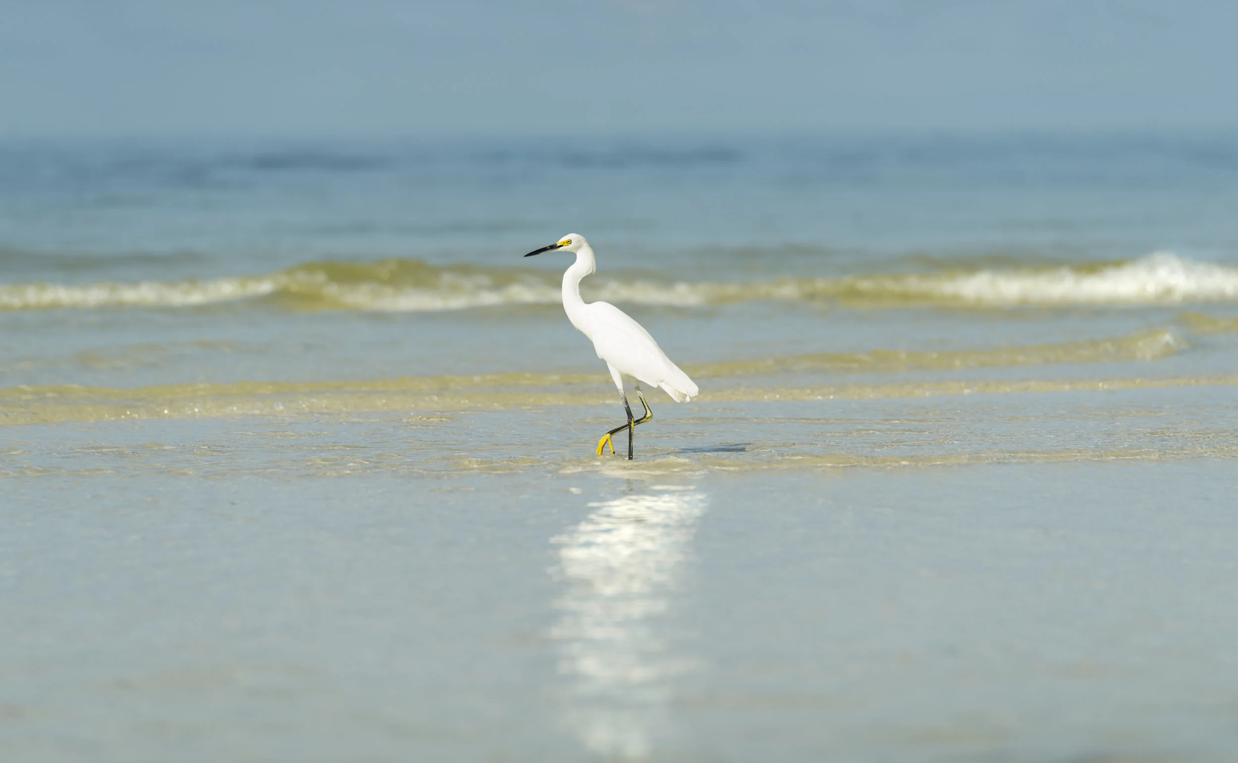 Egret1 copy 4.jpg