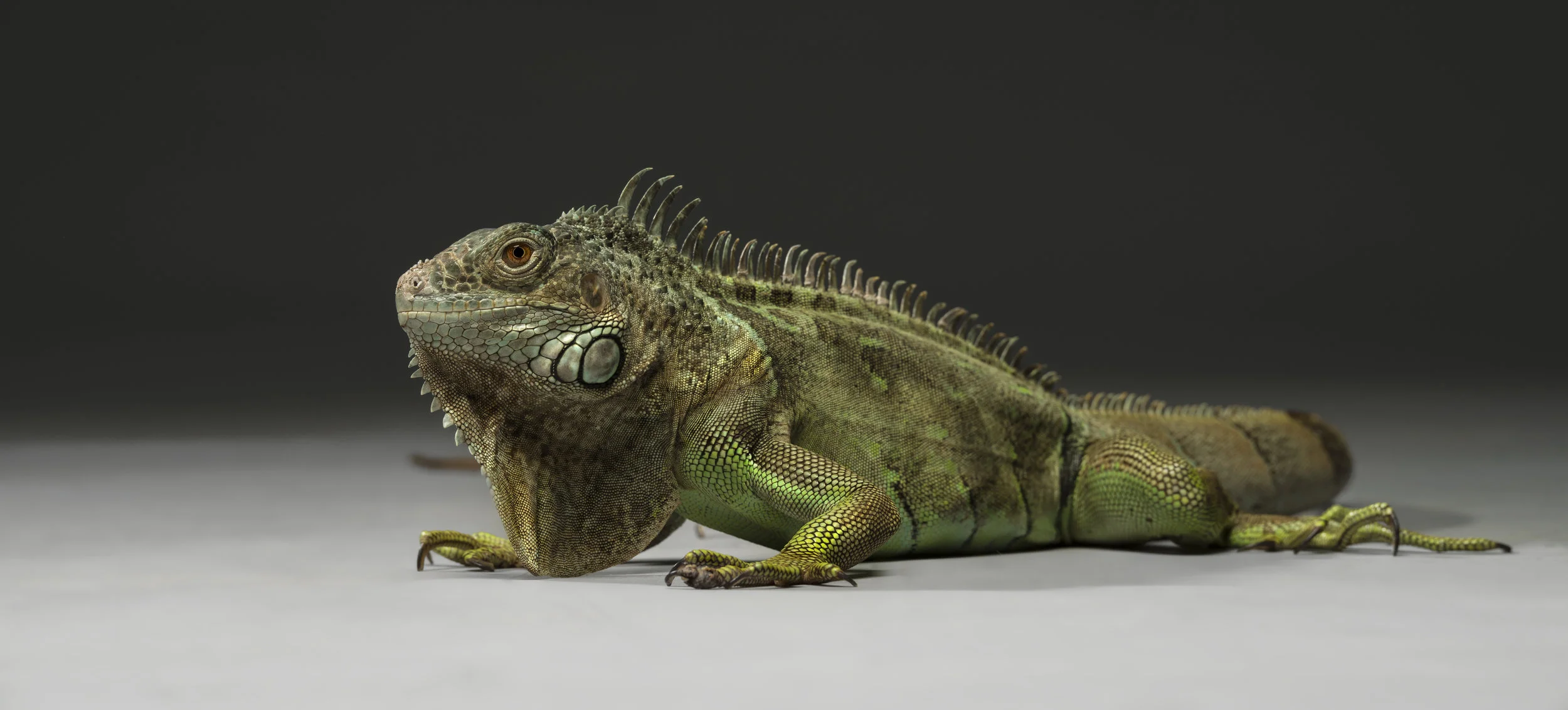 Iguana 1 - Standard Editorial License