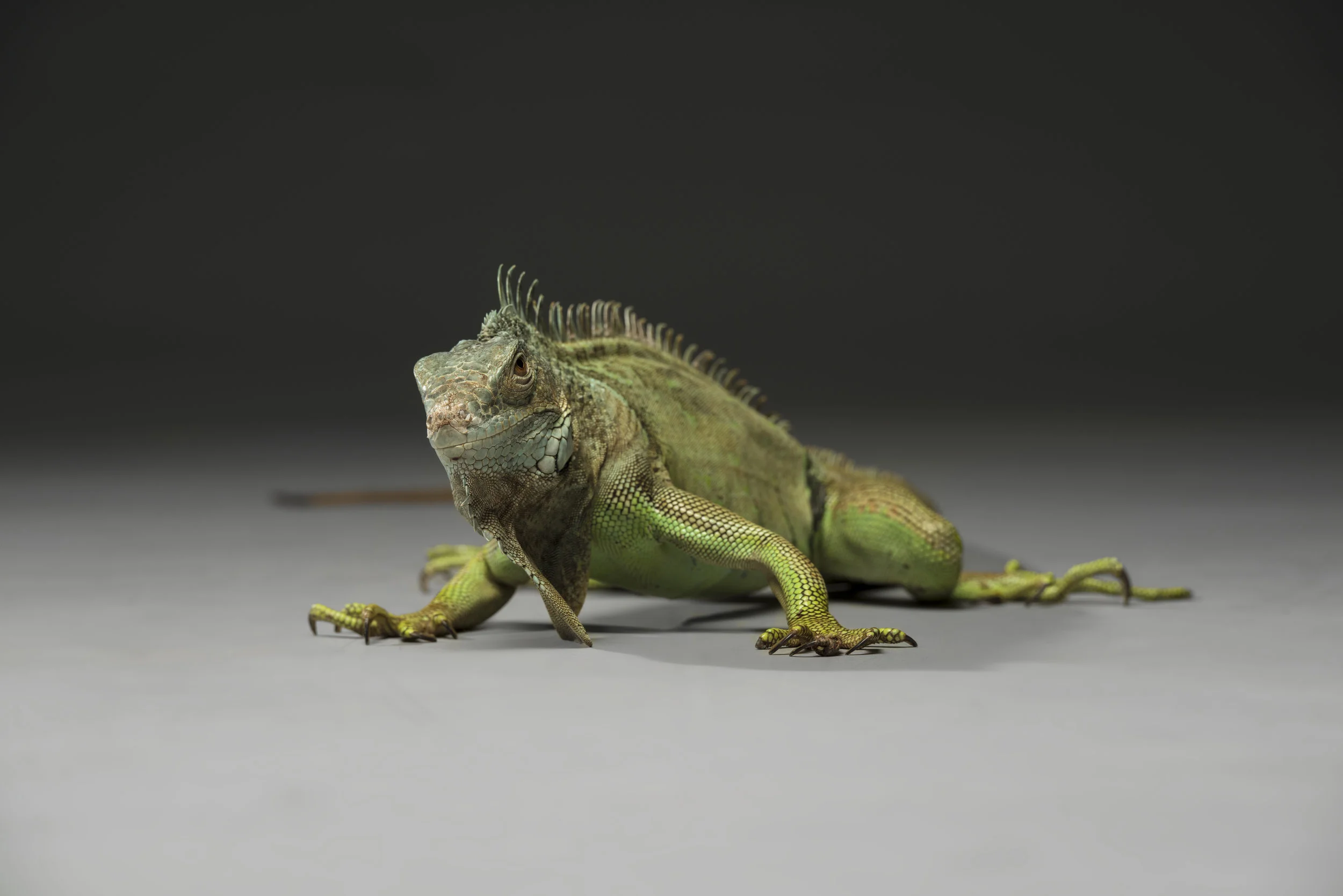 iguana_3.jpg