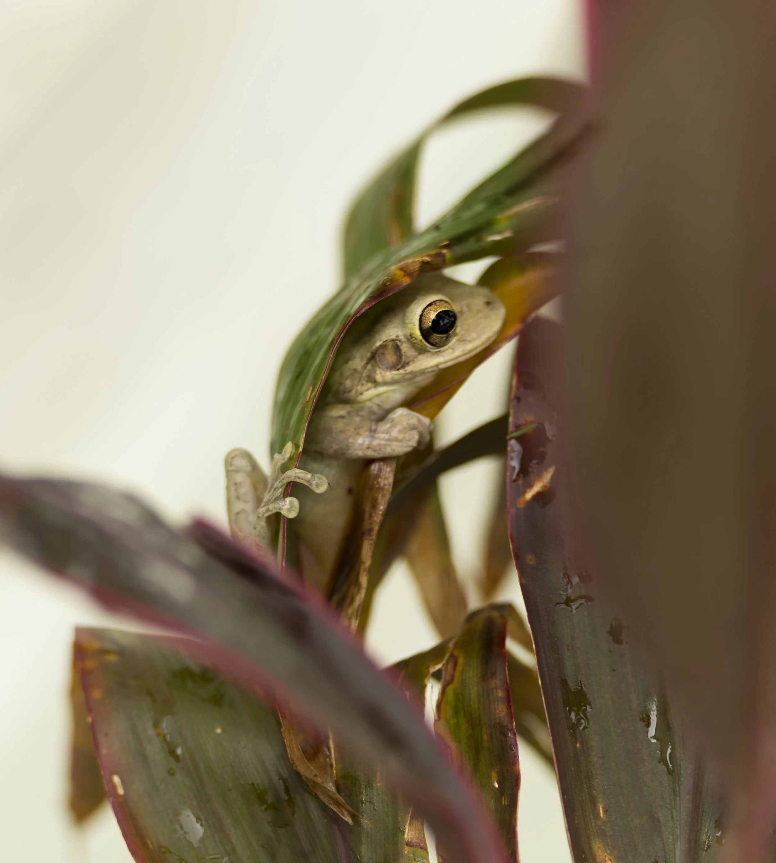 Frog_leaf1.jpg