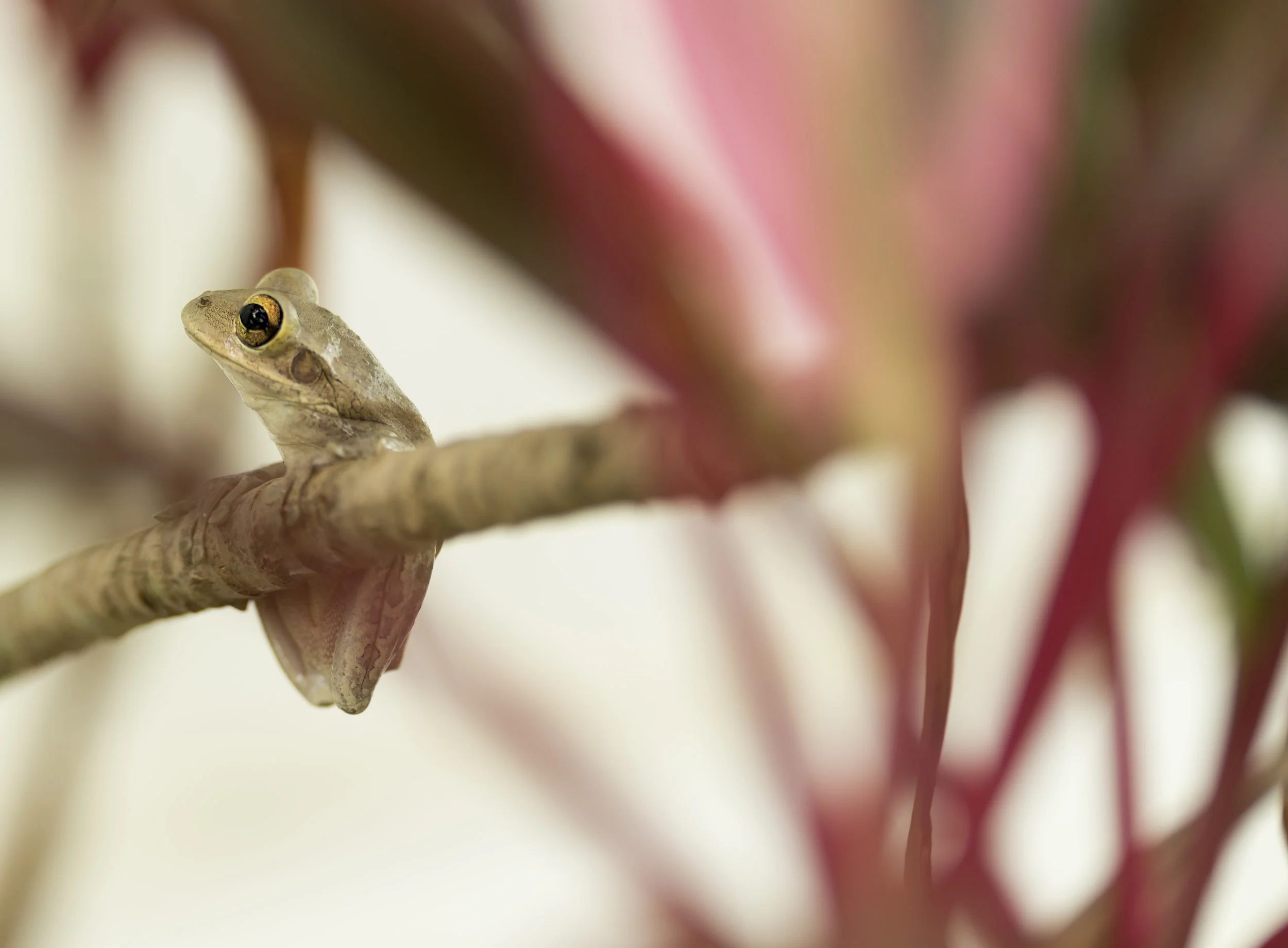 cuban tree frog 2 - Standard Editorial License