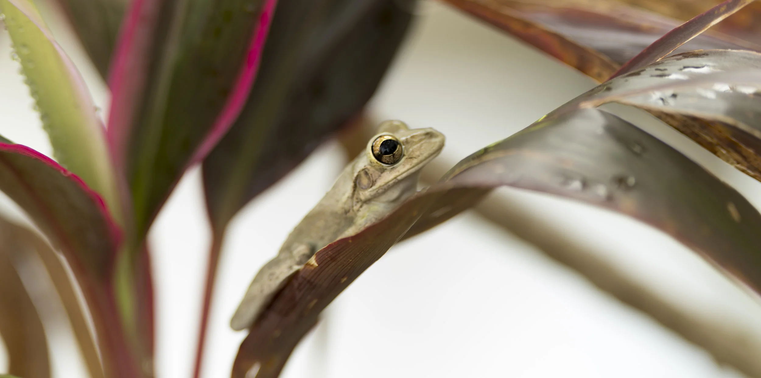 cuban tree frog 3 - Standard Editorial License