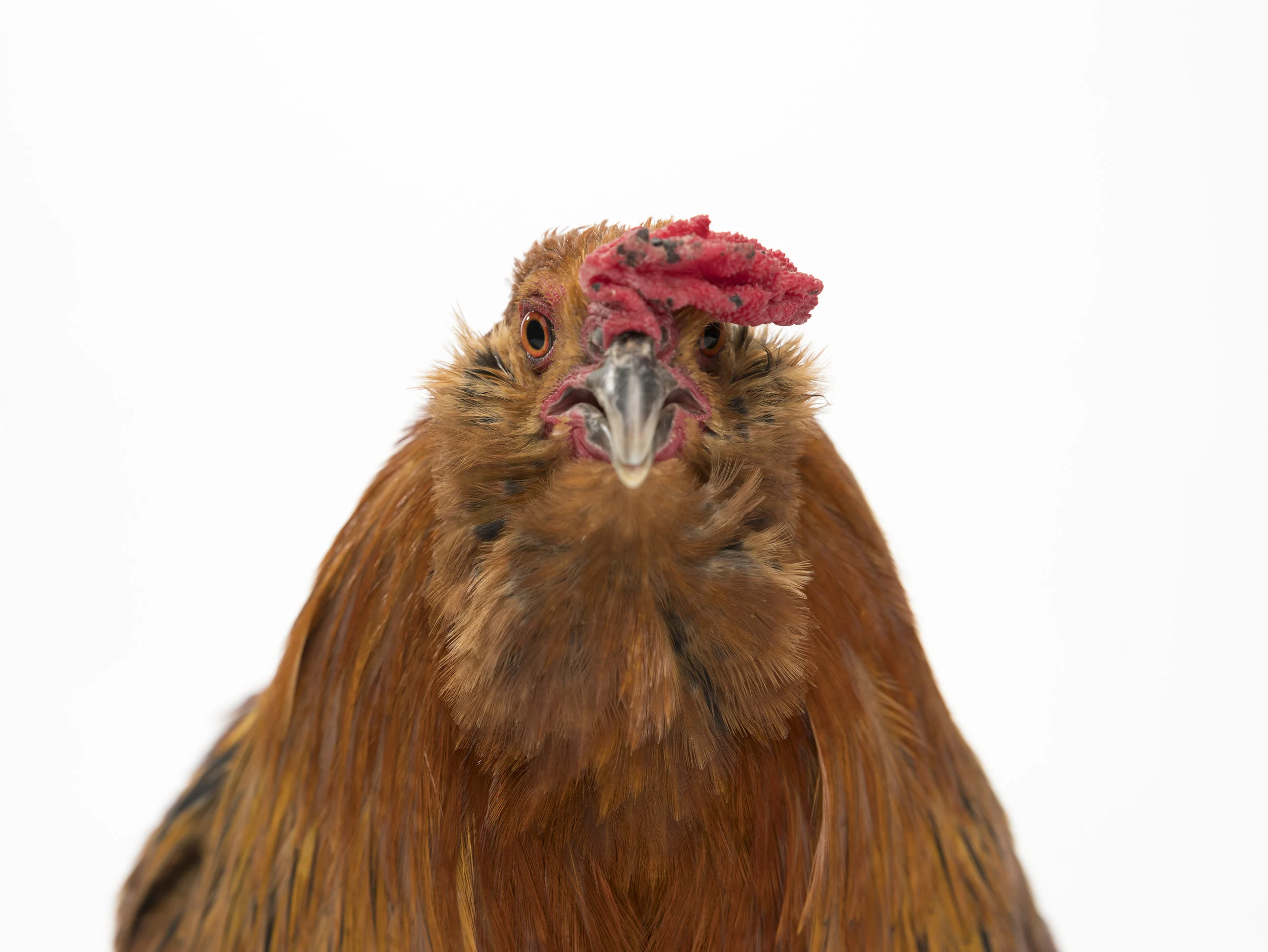 rooster 1 - Standard Editorial License