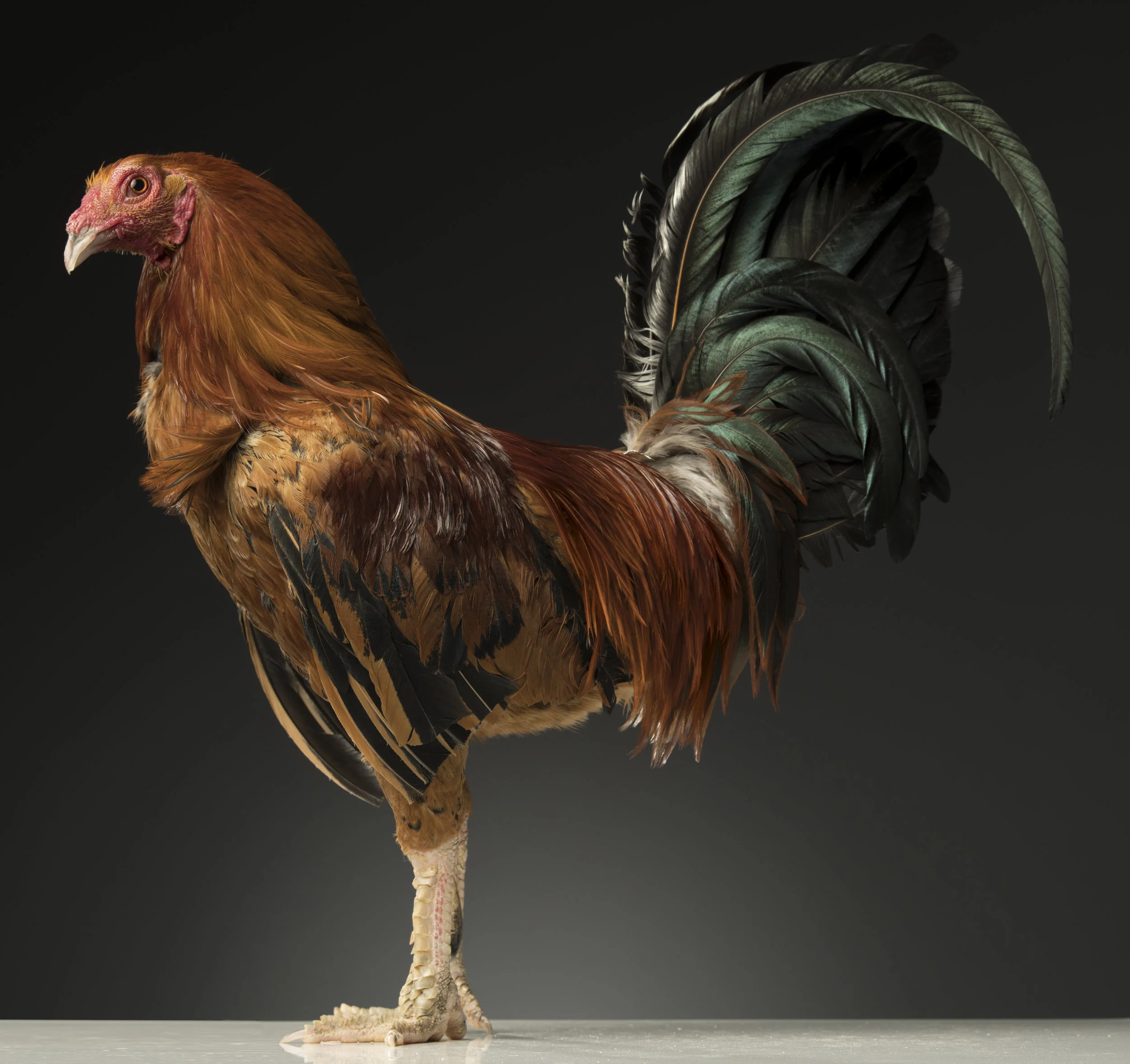 rooster 2 - Standard Editorial License