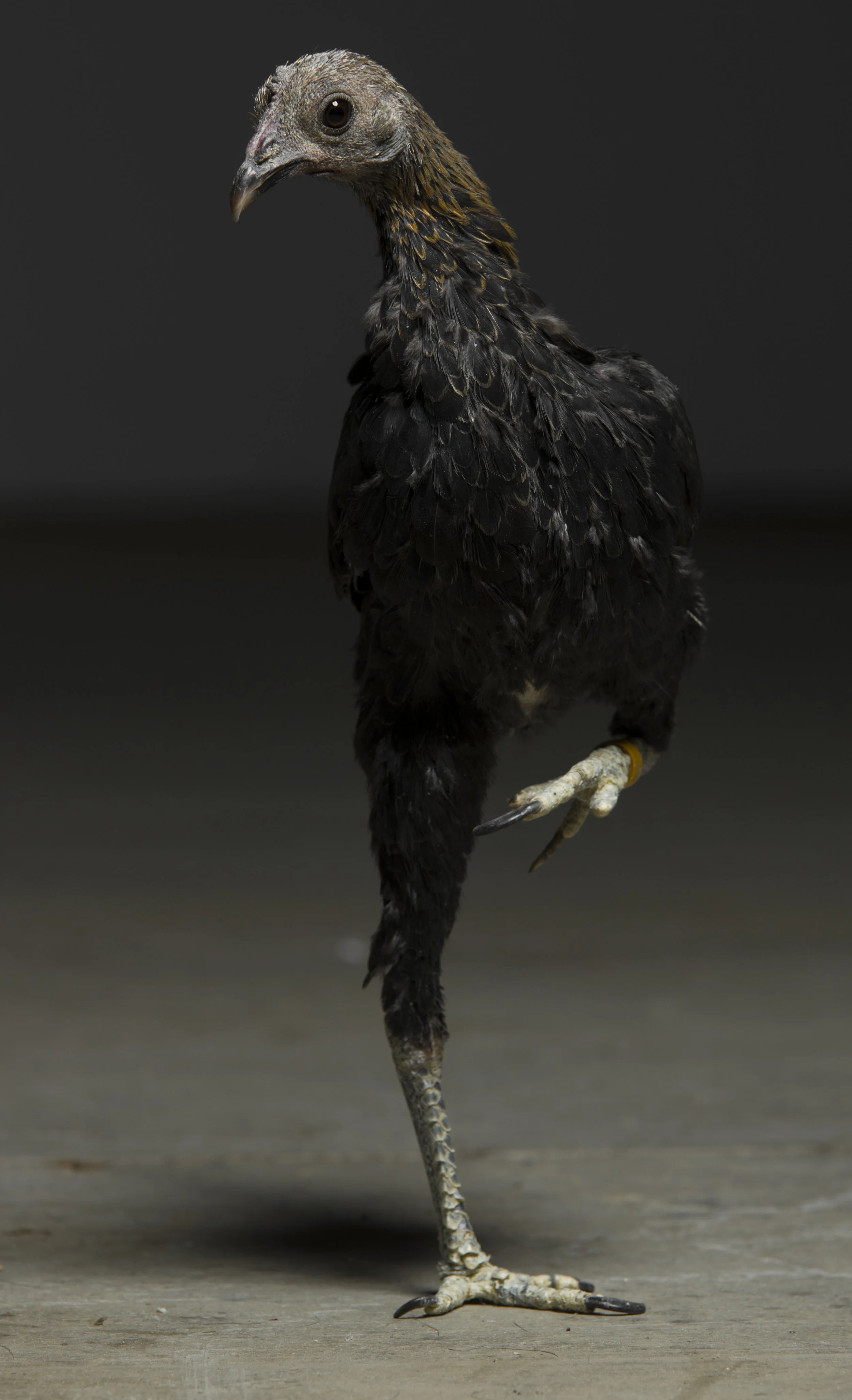 The Funky Chicken - Standard Editorial License