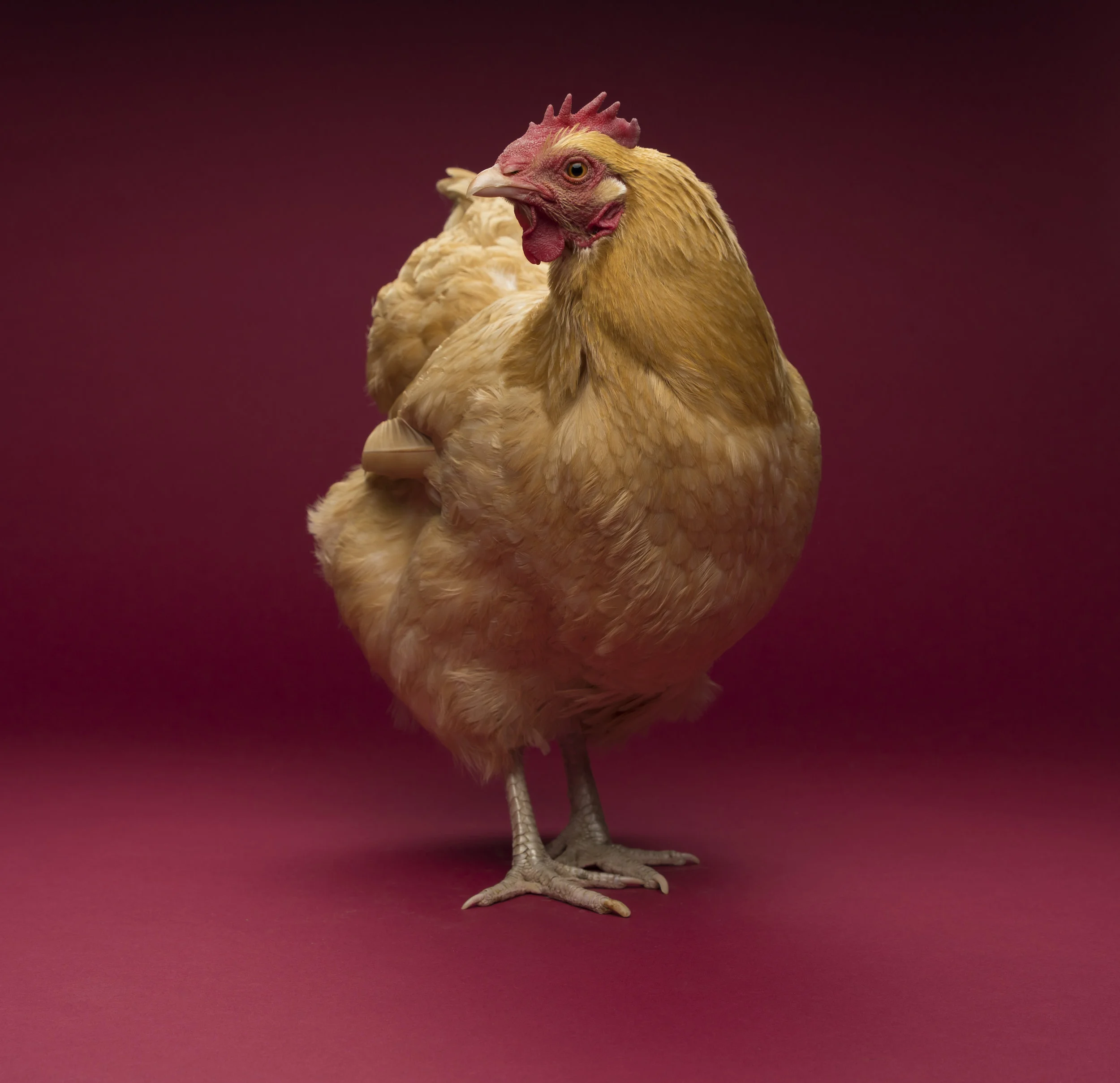 Chicken 1 - Standard Editorial License