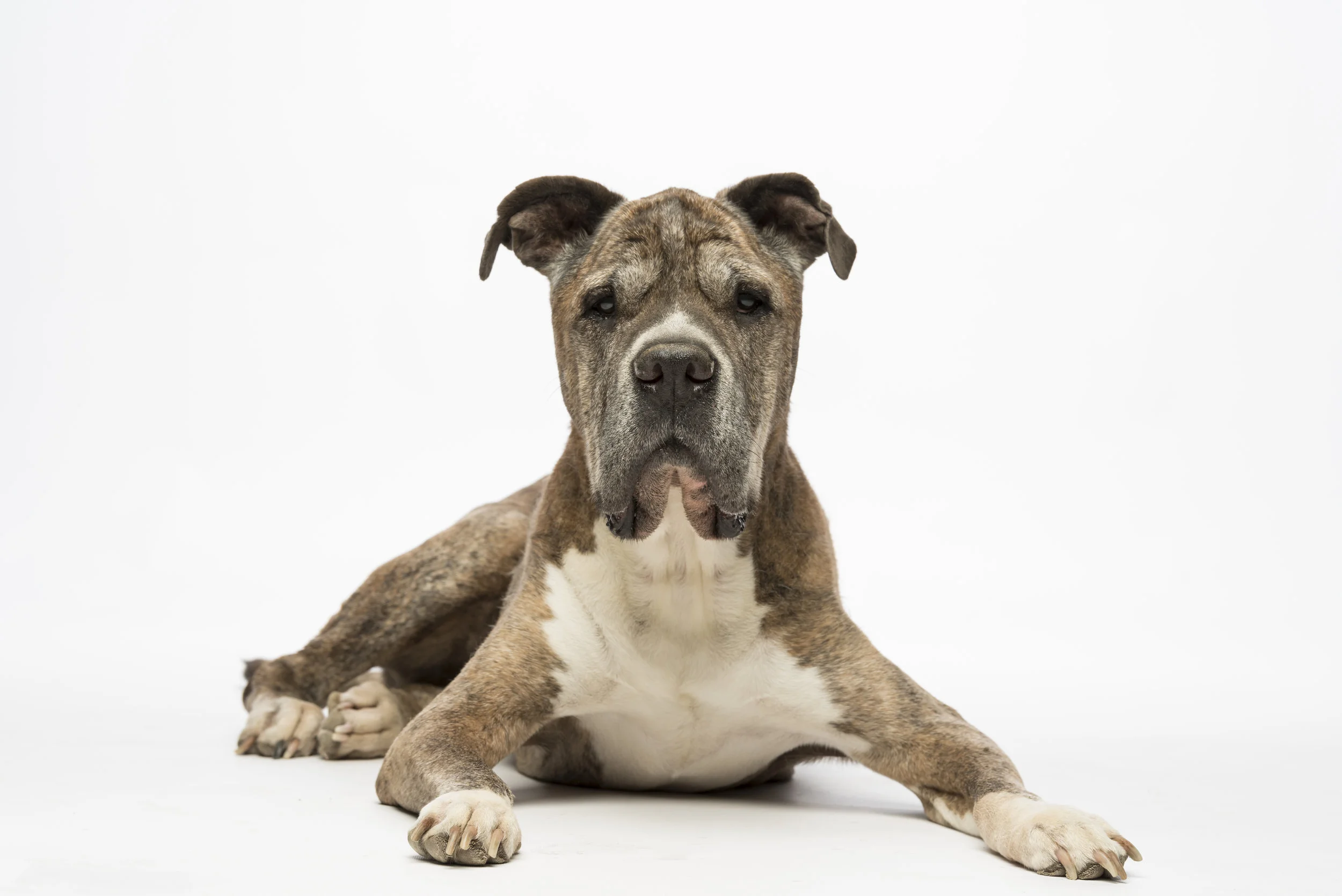 Gramps - Standard Editorial License