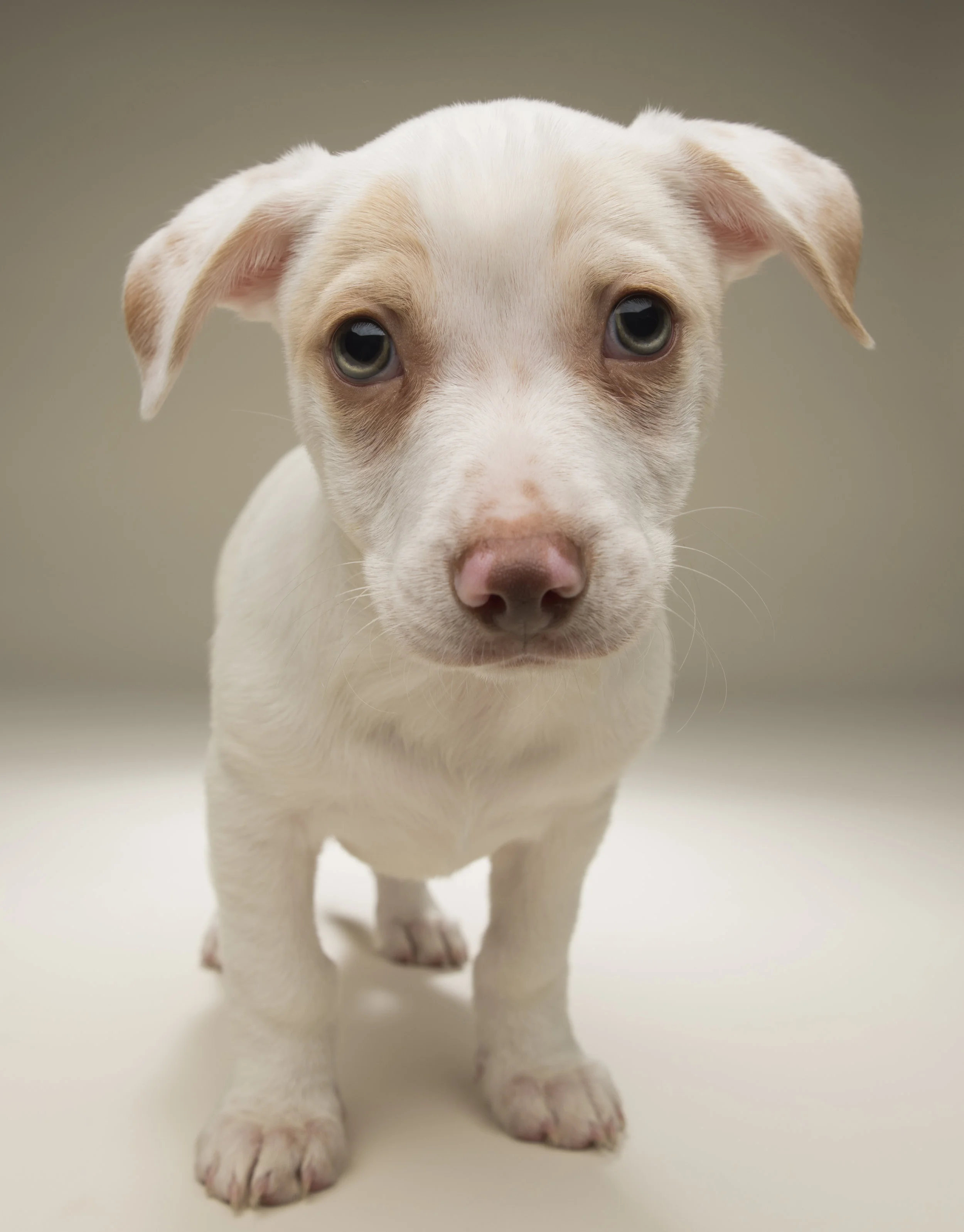 Casper - Standard Editorial License