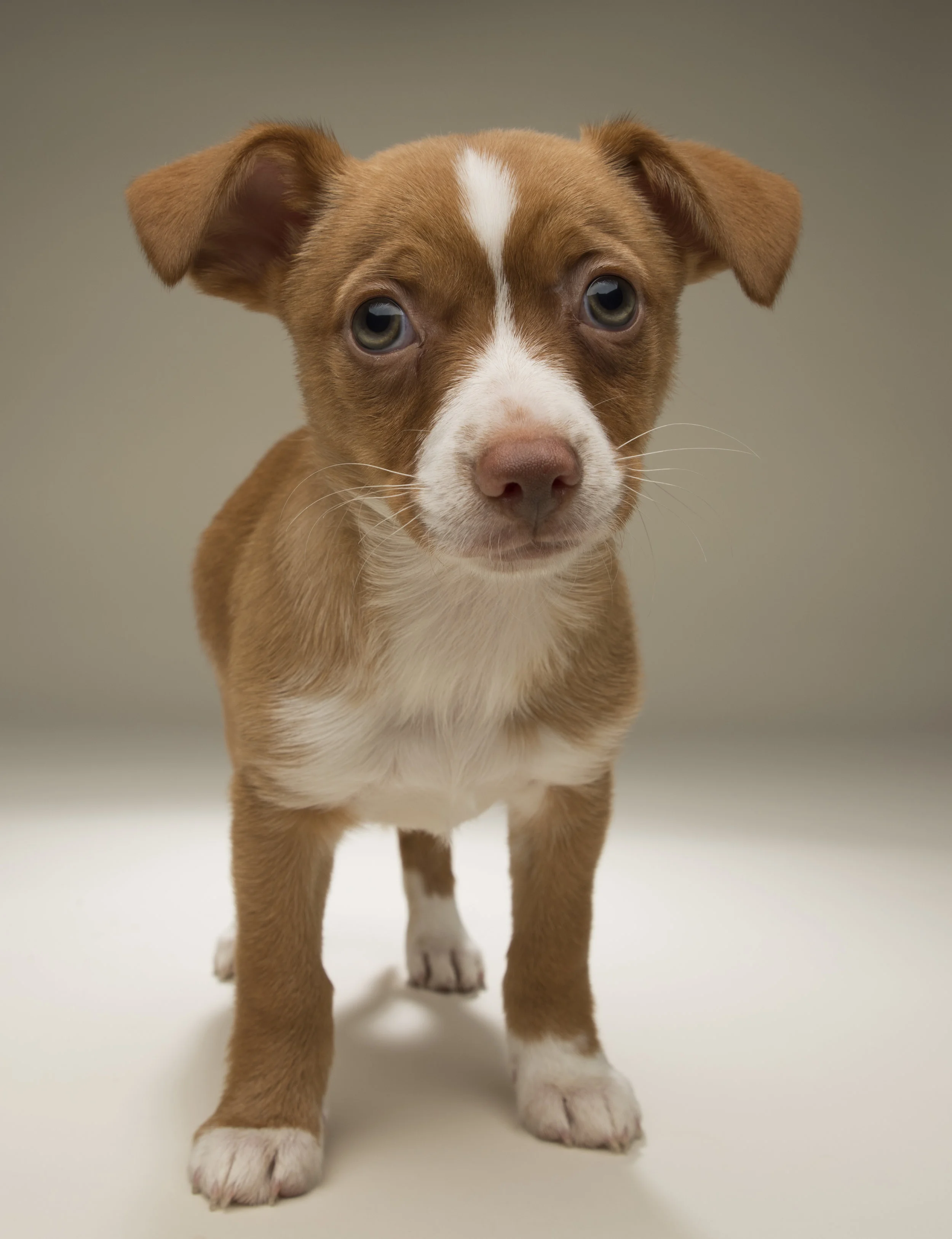 Wendy - Standard Editorial License