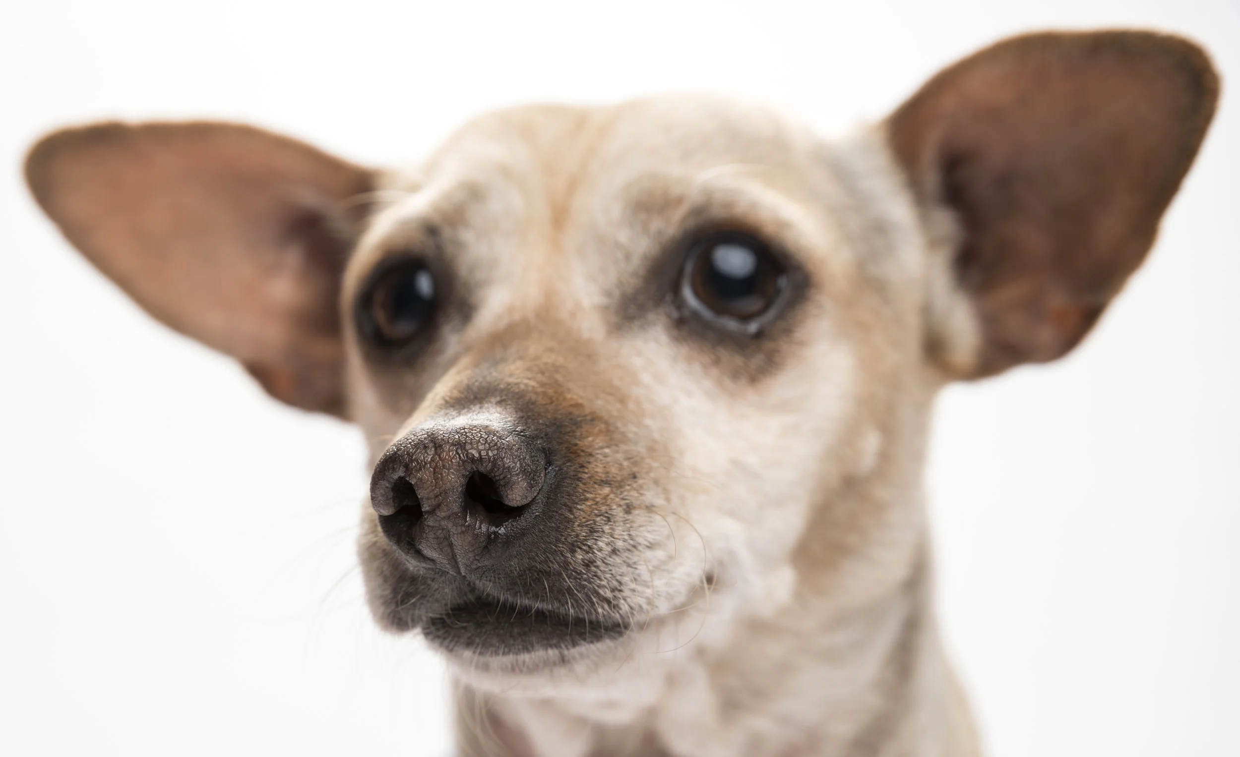 Snoot - Standard Editorial License