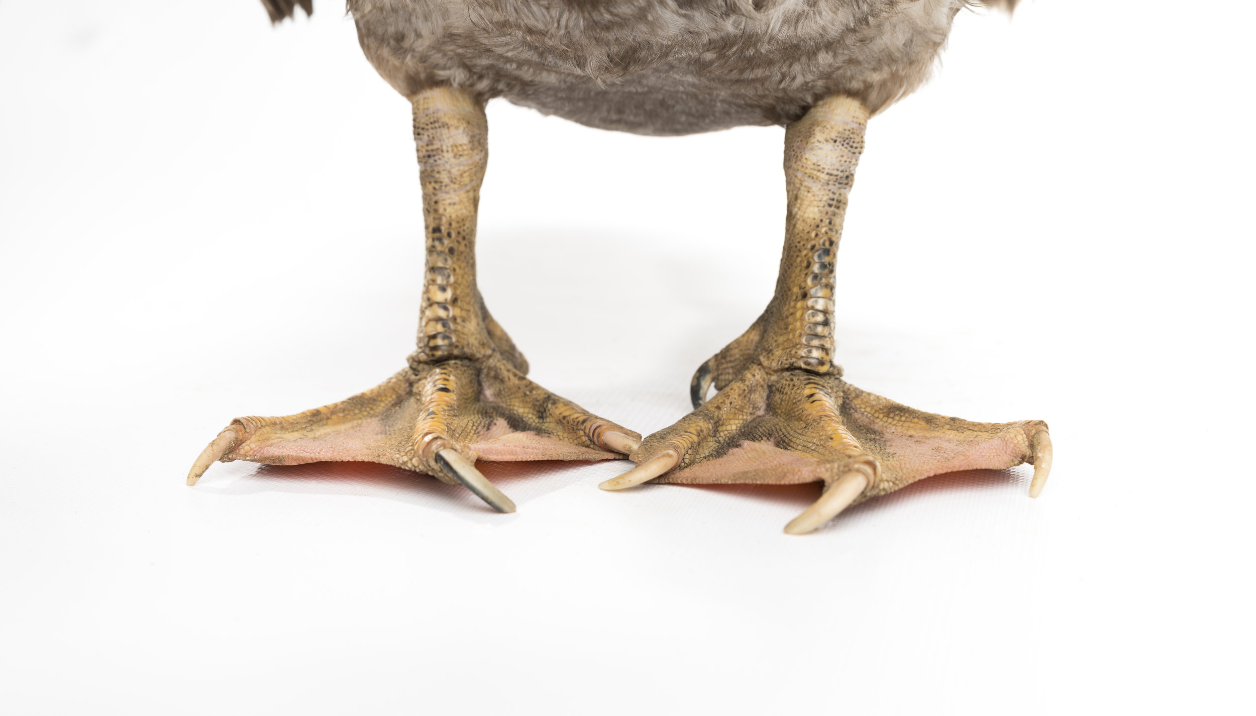 Webbed - Standard Editorial License