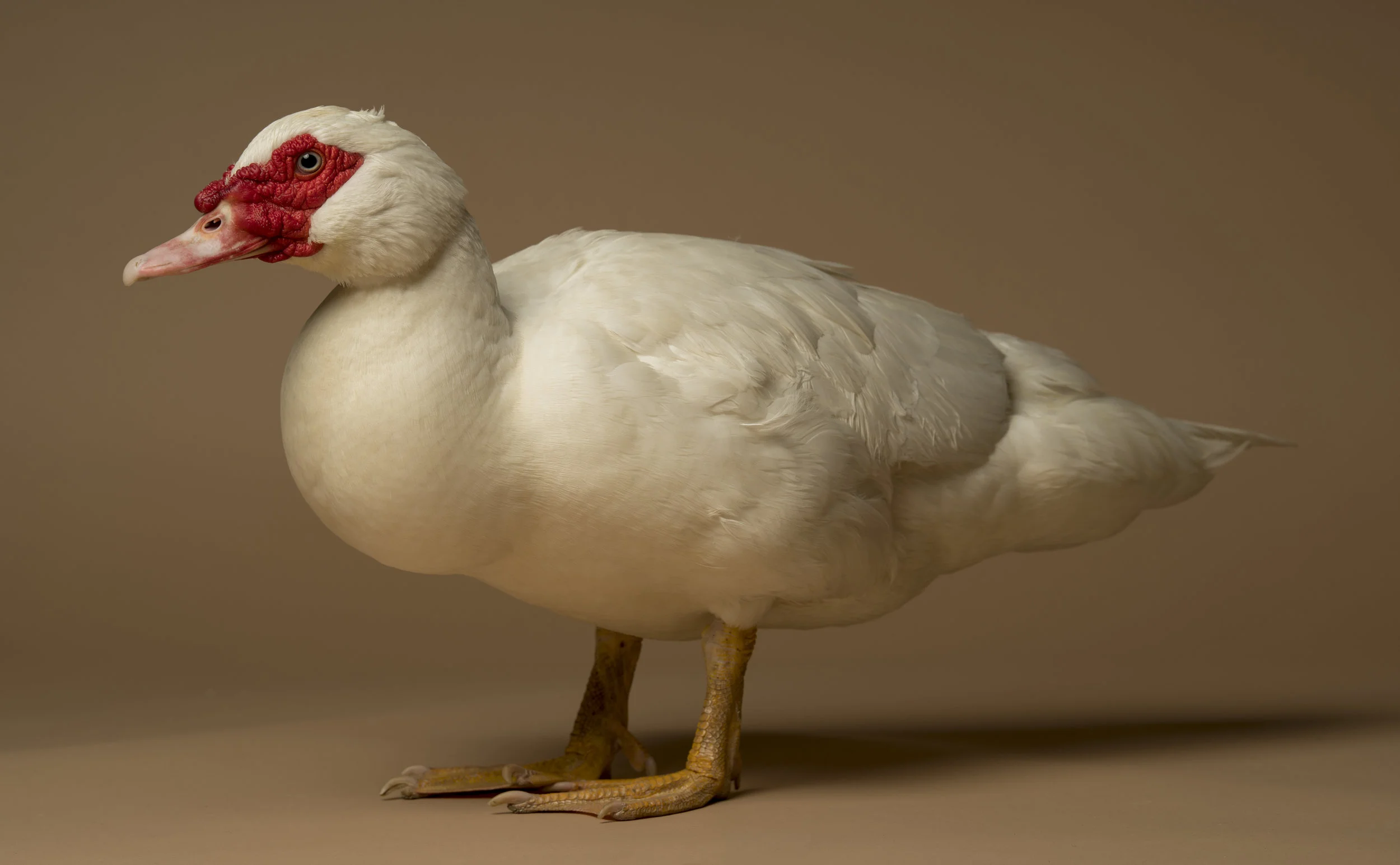 MORTON - Standard Editorial License