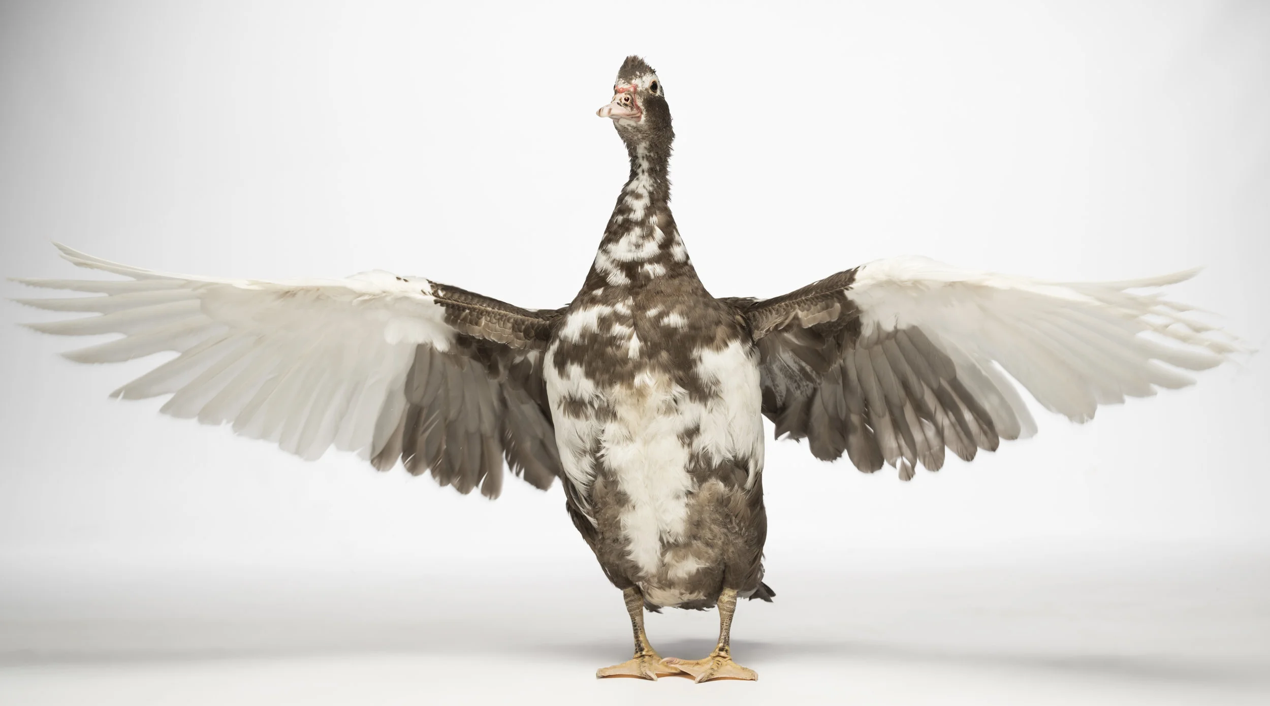 Free hugs - Standard Editorial License