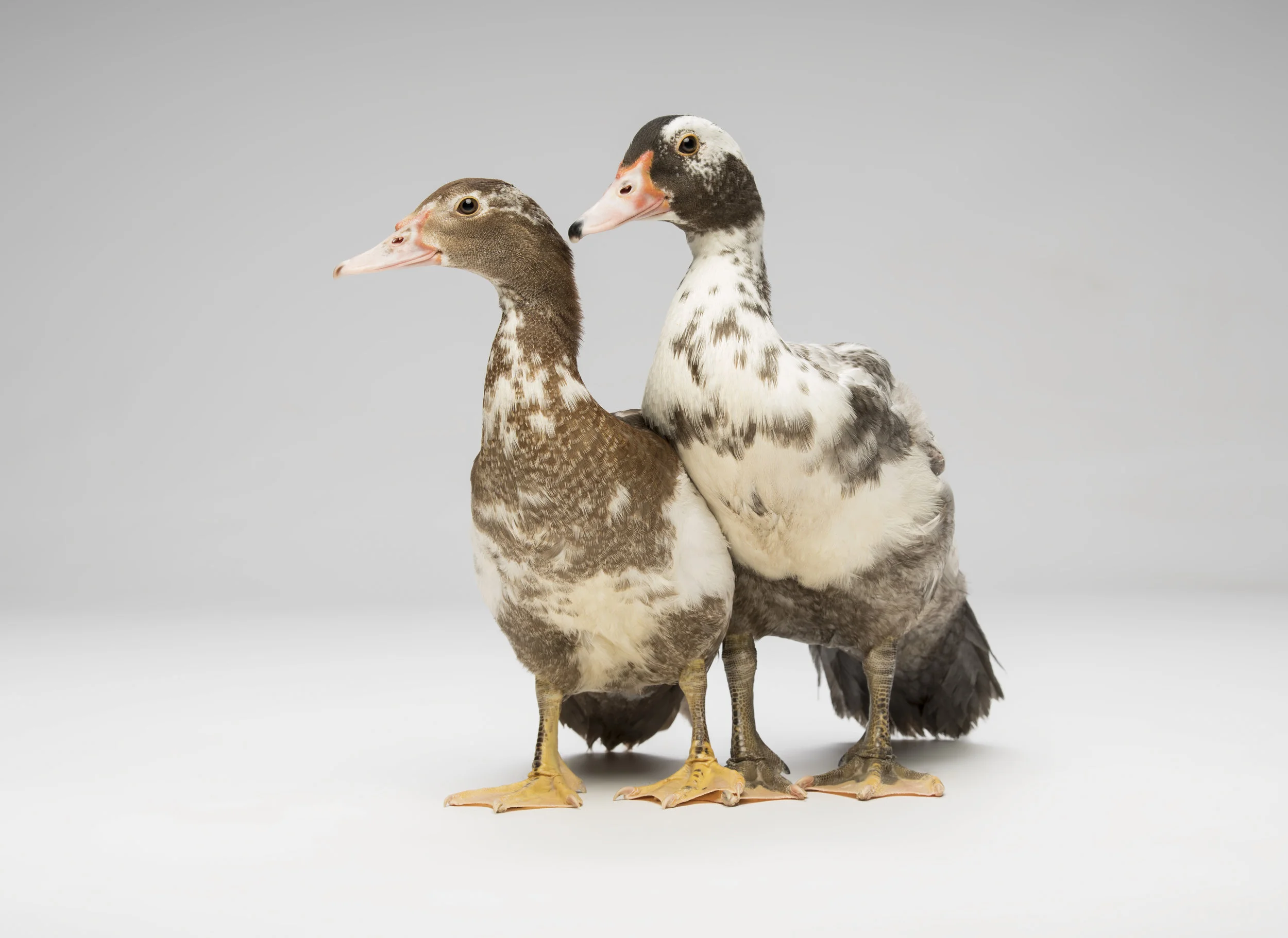 the buddy system - Standard Editorial License