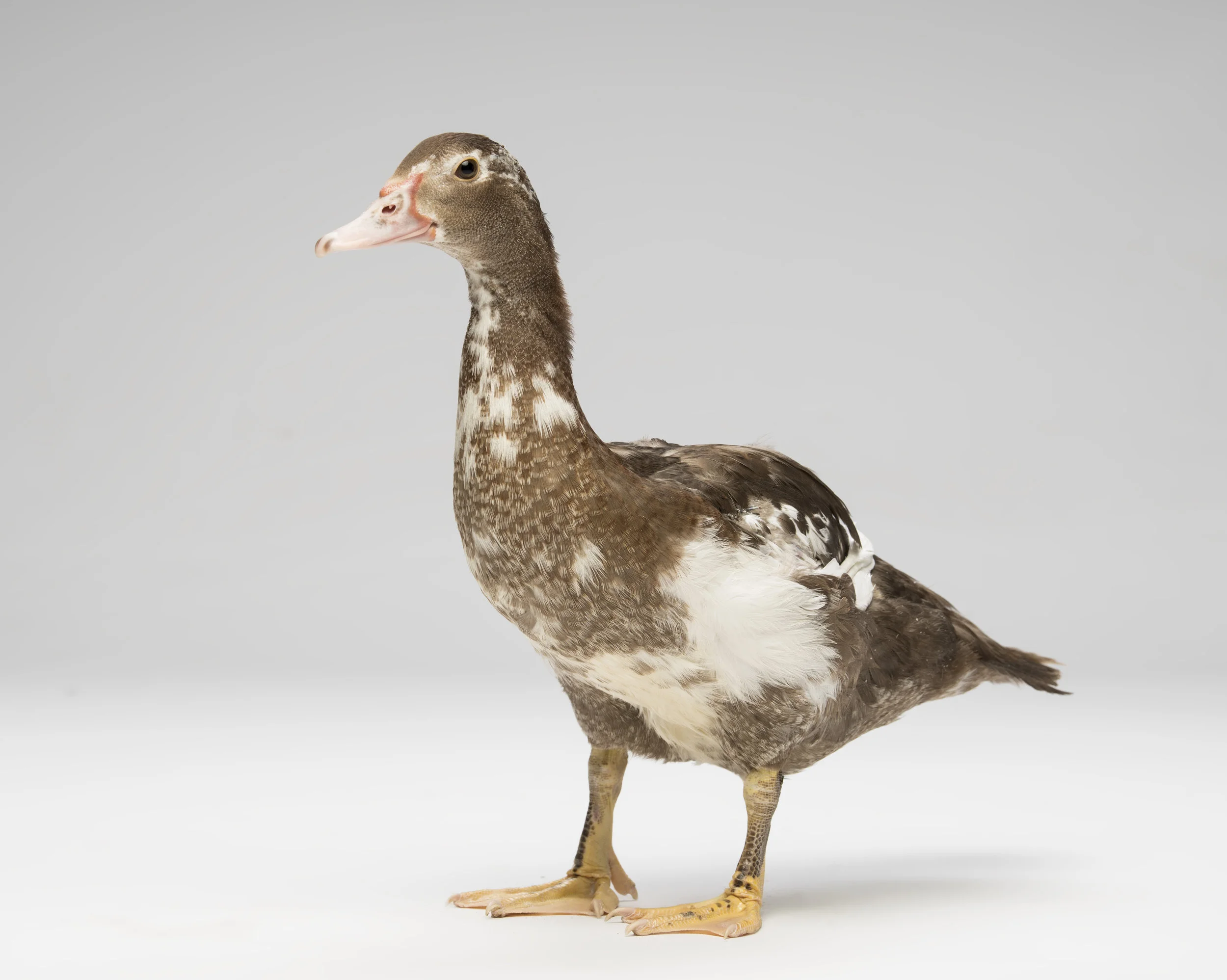 Brooke - Standard Editorial License