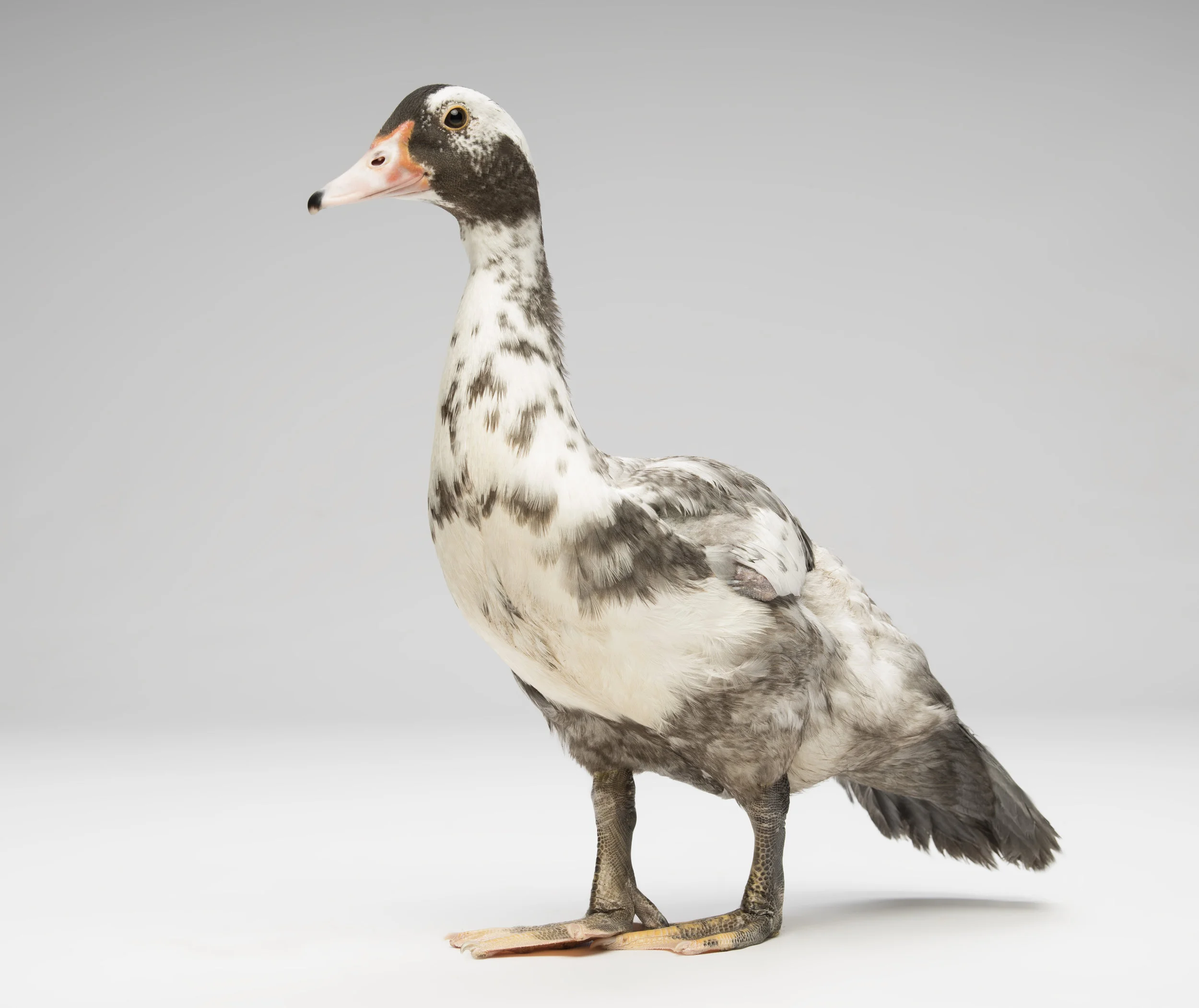 Creek - Standard Editorial License