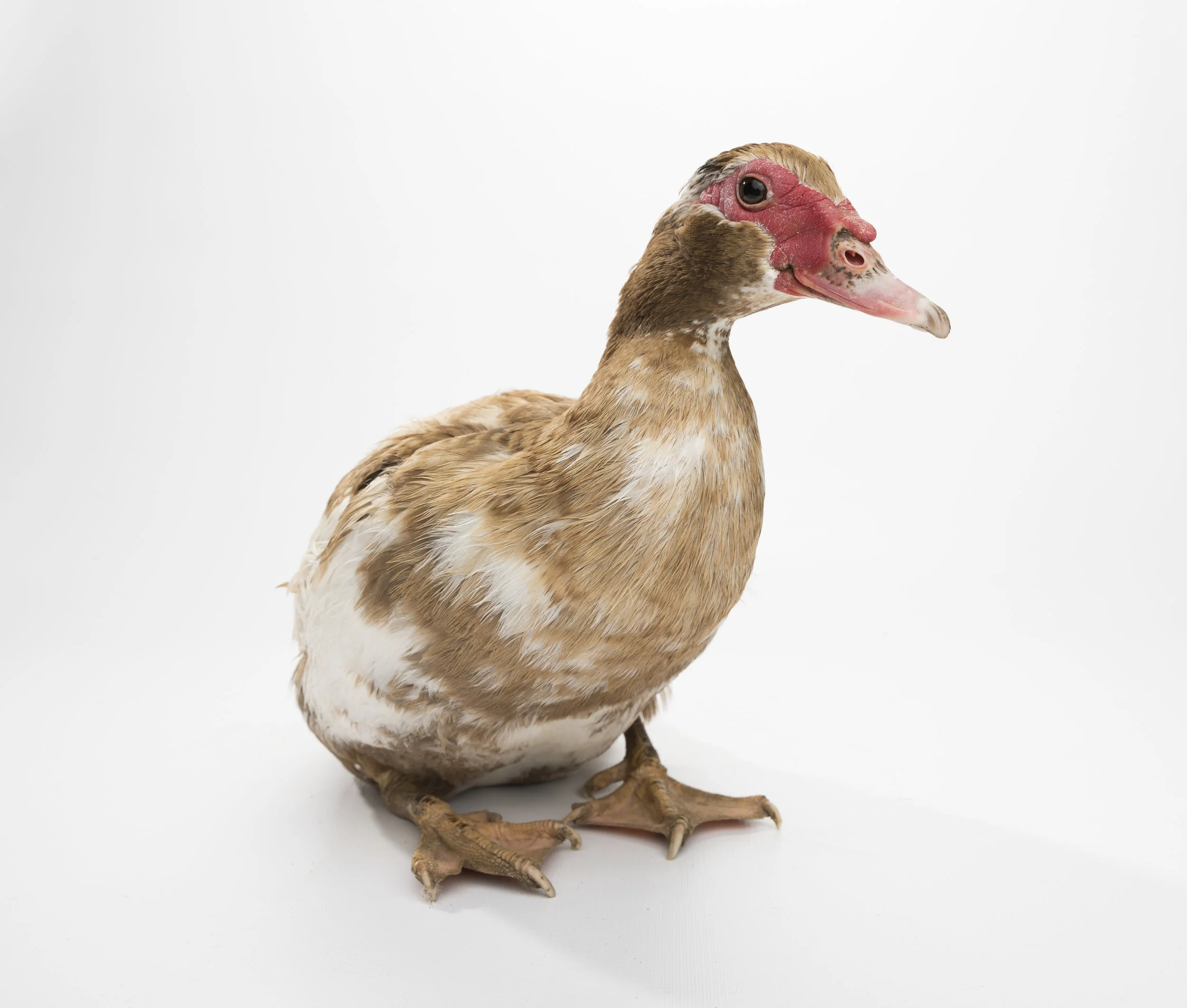 Brooke 2 - Standard Editorial License