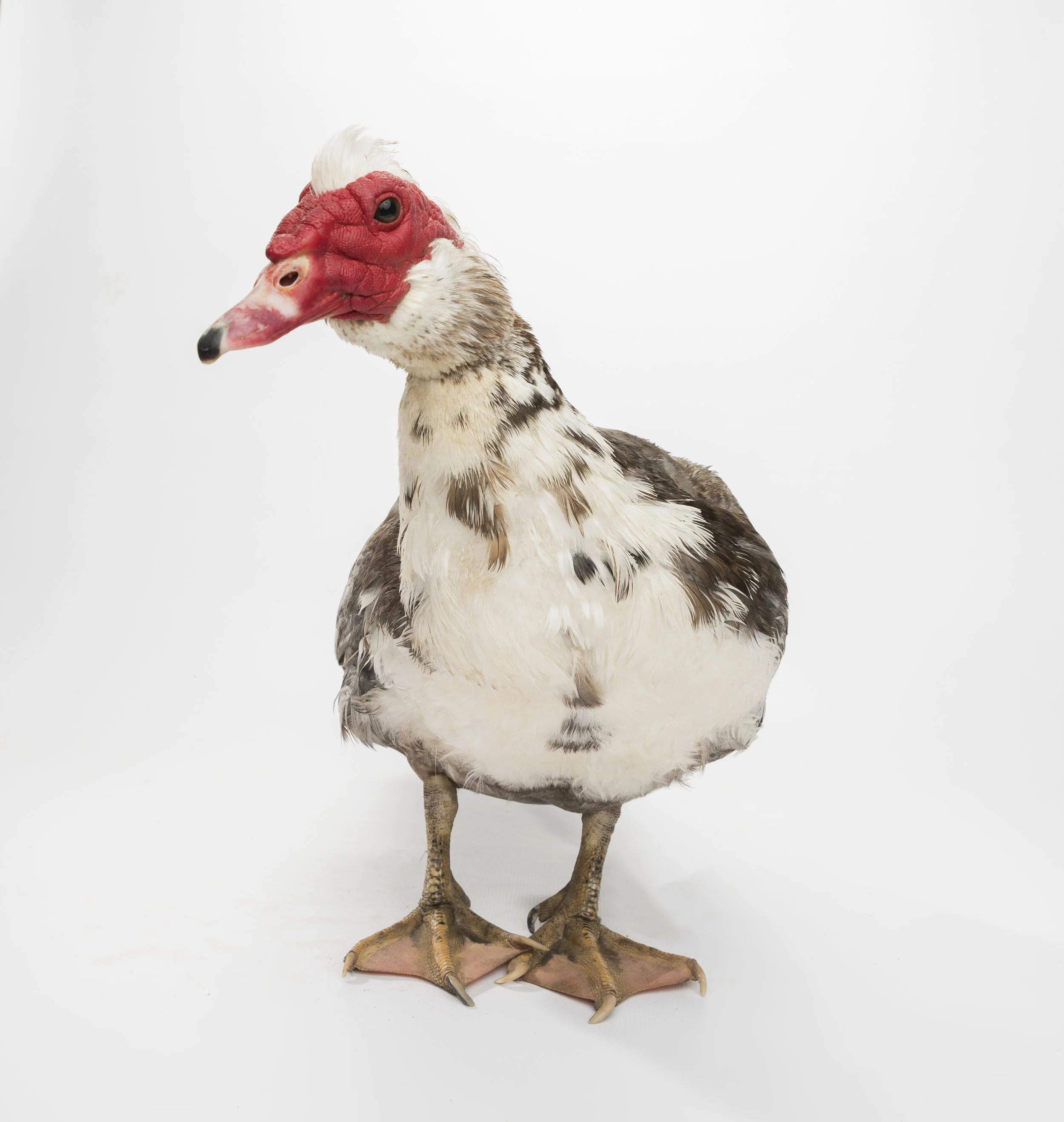 CREEK 2 - Standard Editorial License