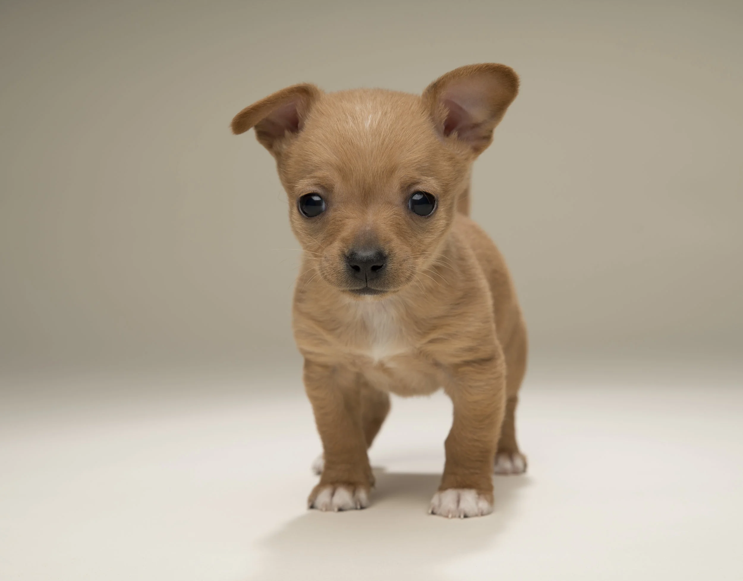 Forest - Standard Editorial License