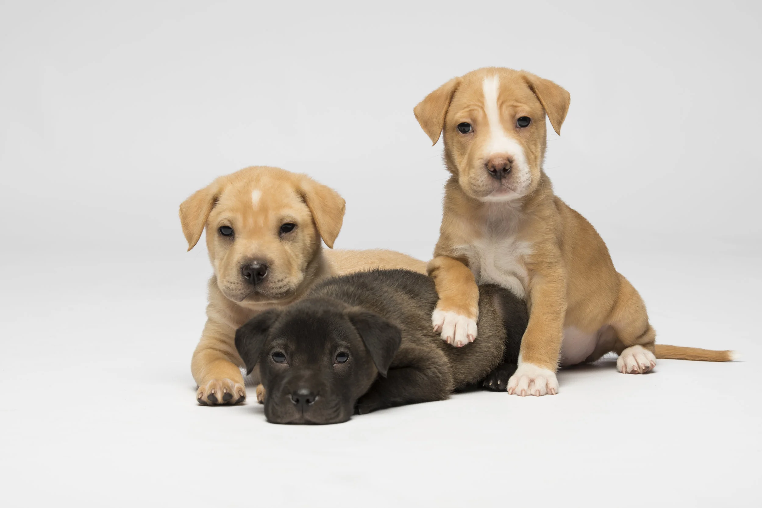 Family Photo - Standard Editorial License