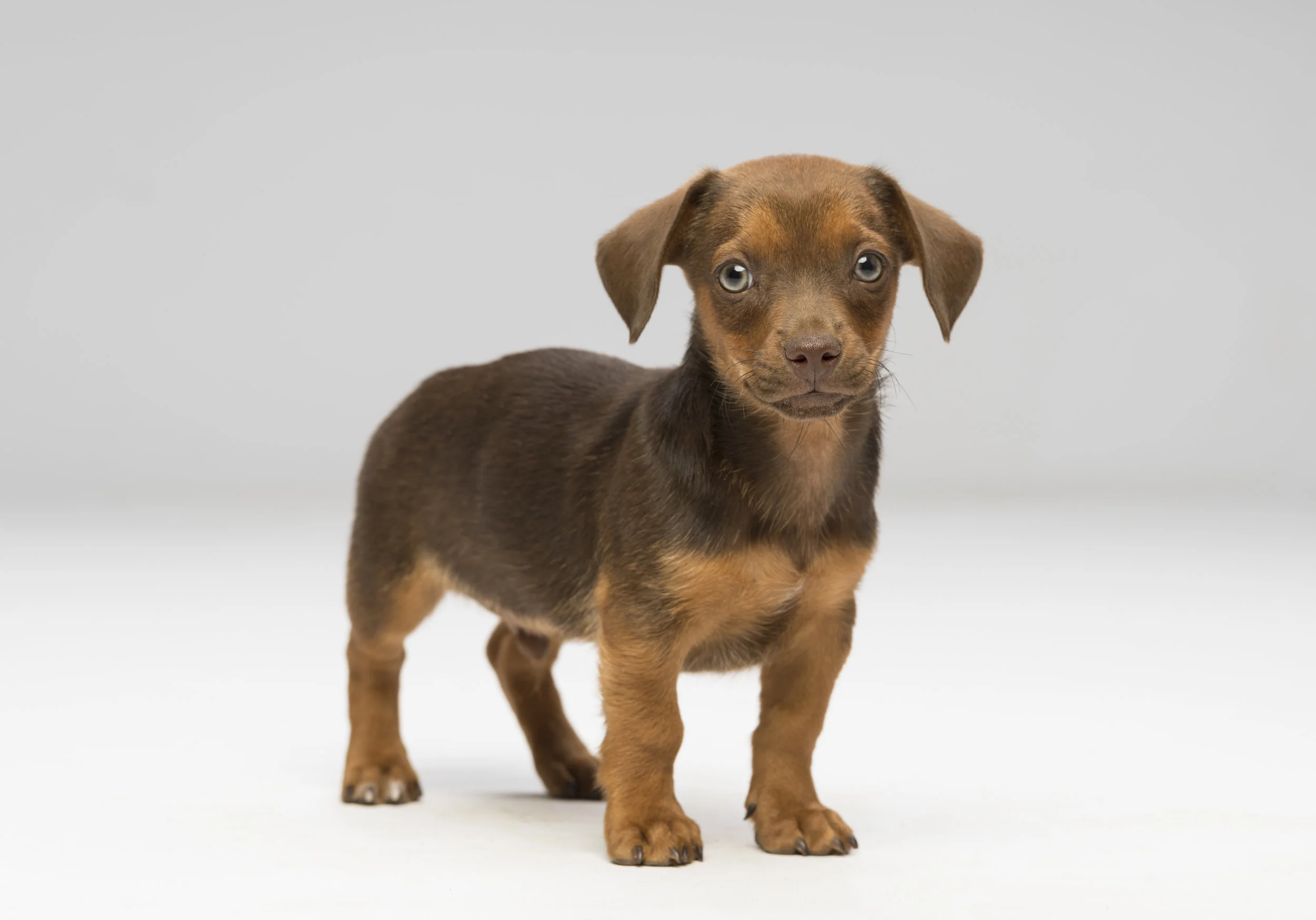 Mr. wicketts - Standard Editorial License