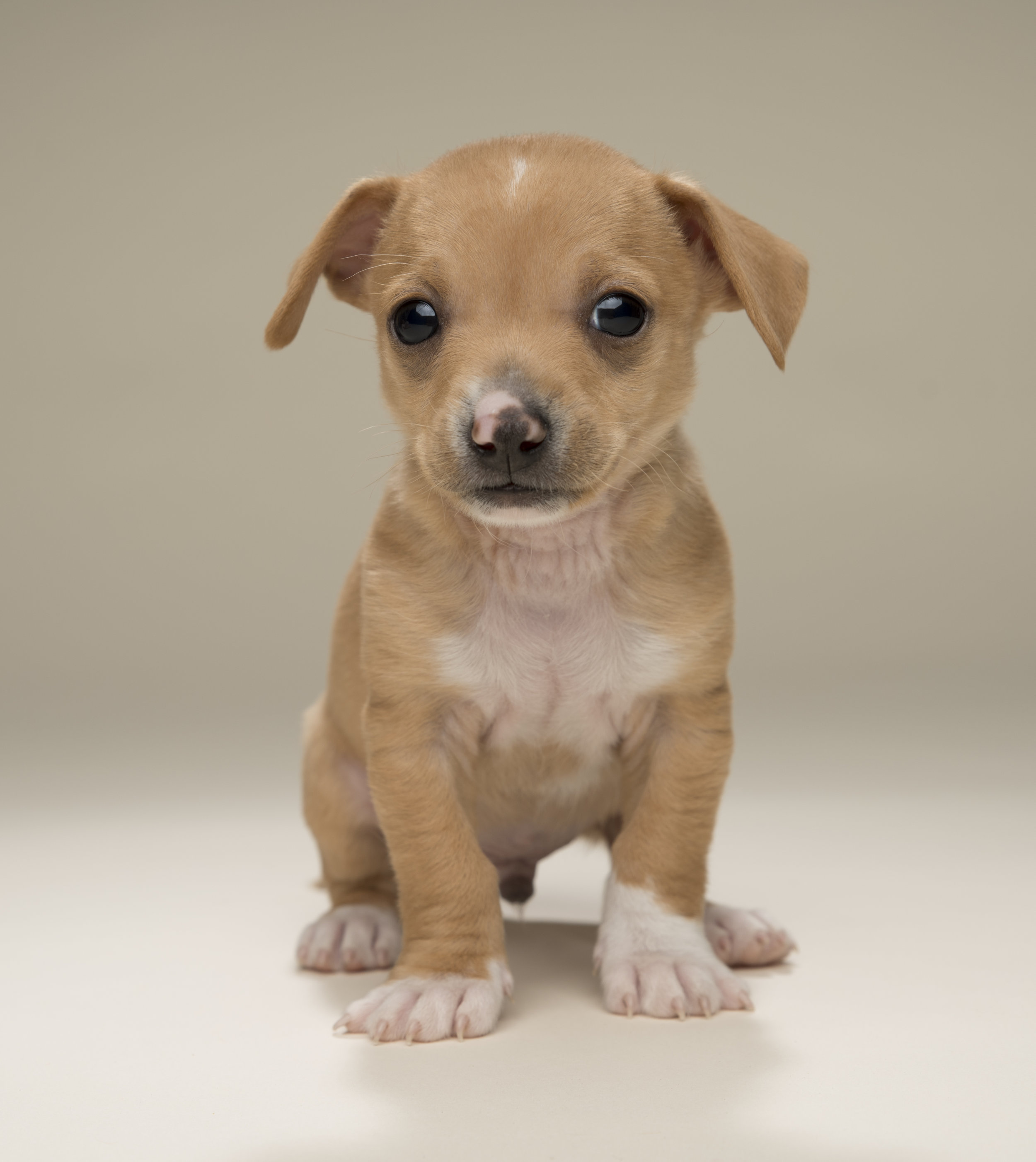 otis - Standard Editorial License