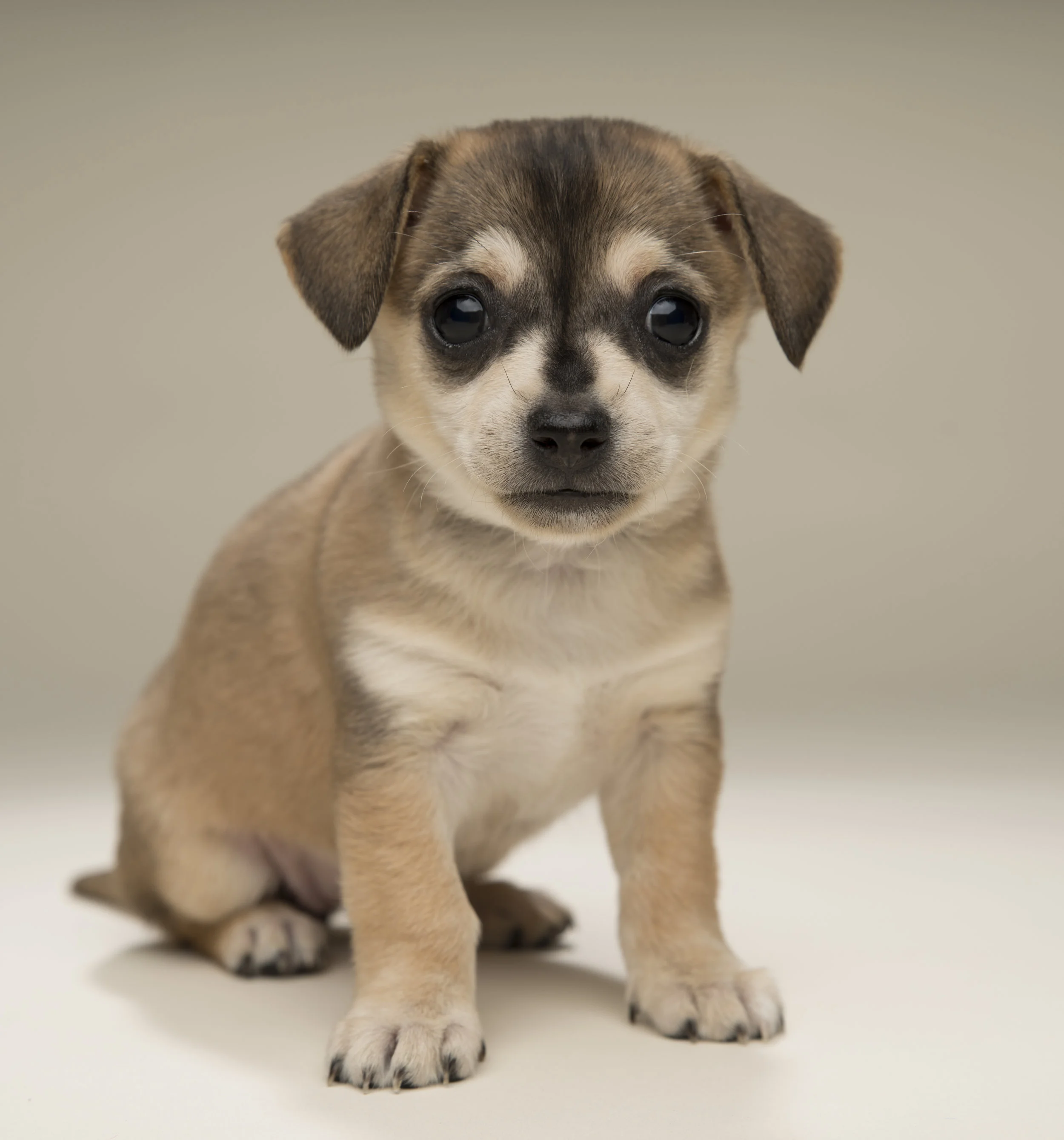 Margie - Standard Editorial License