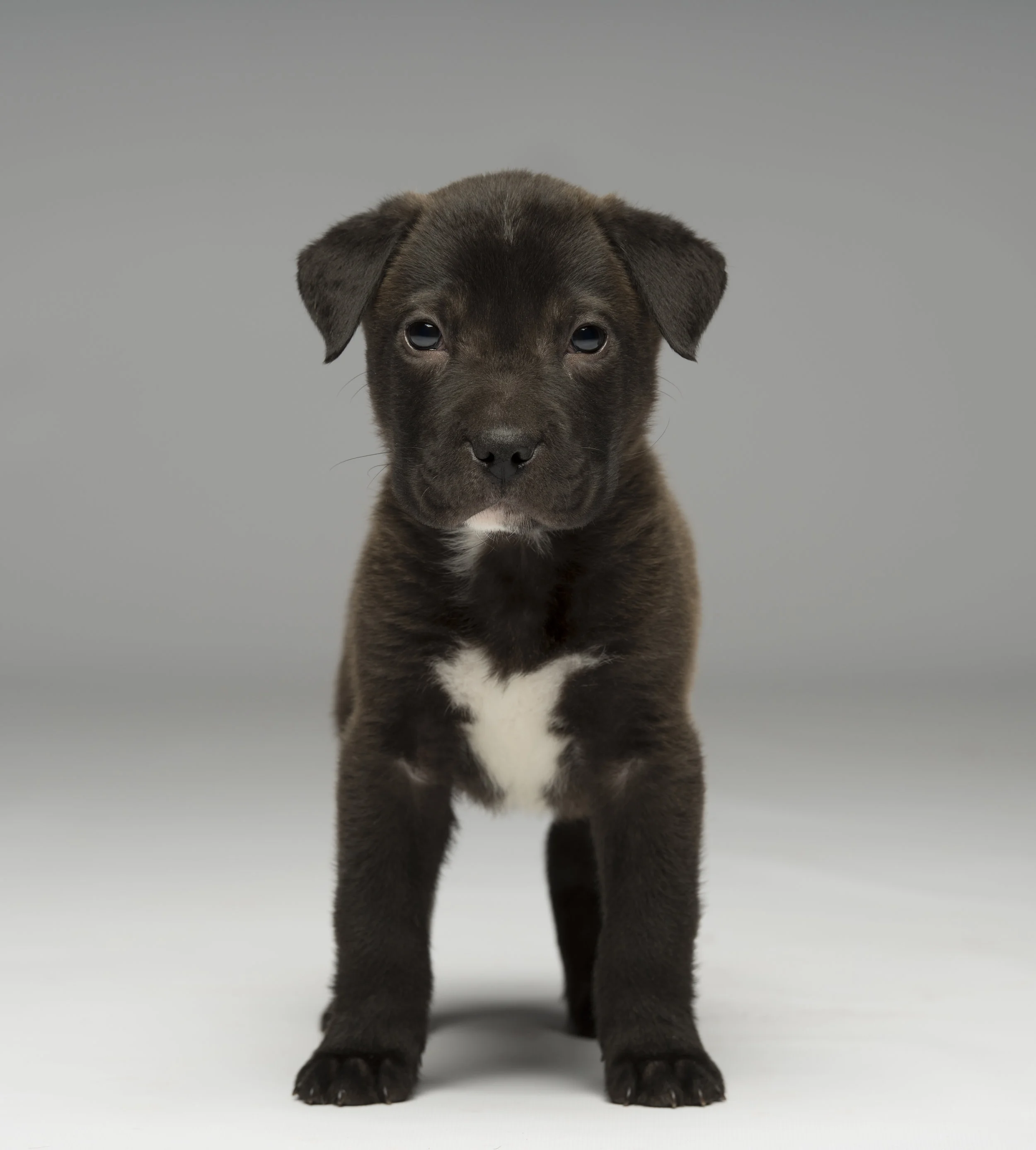 tommy - Standard Editorial License