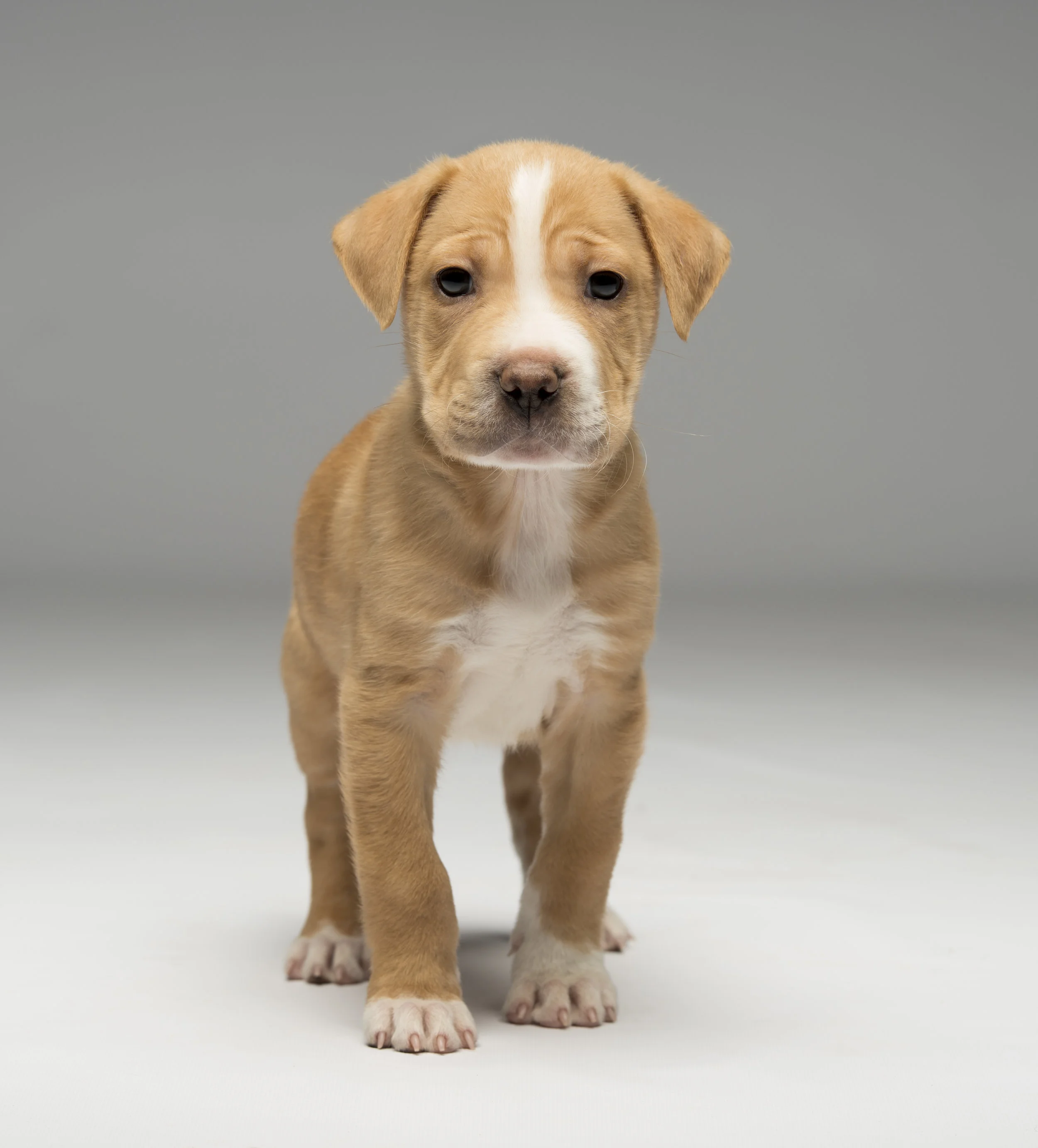 missy- -STANDARD COMMERCIAL LICENSE