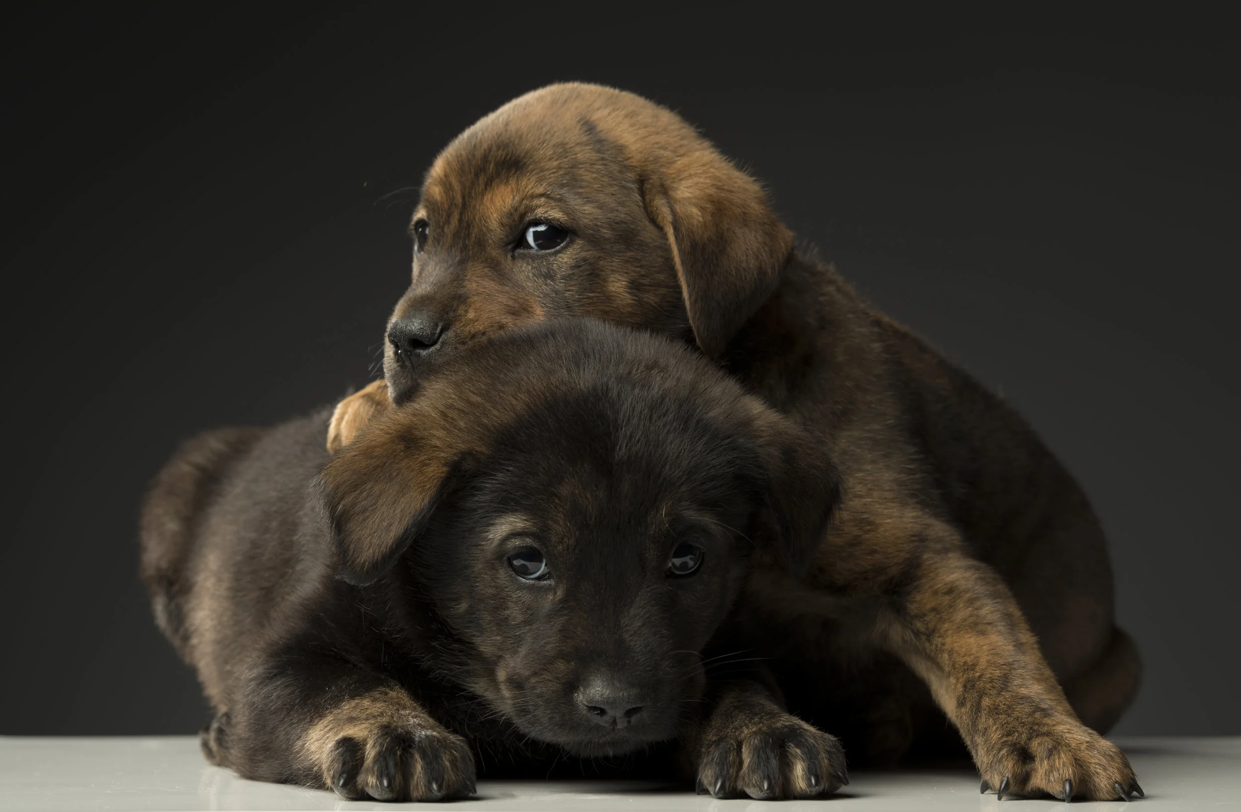 sarah & isaac - Standard Editorial License