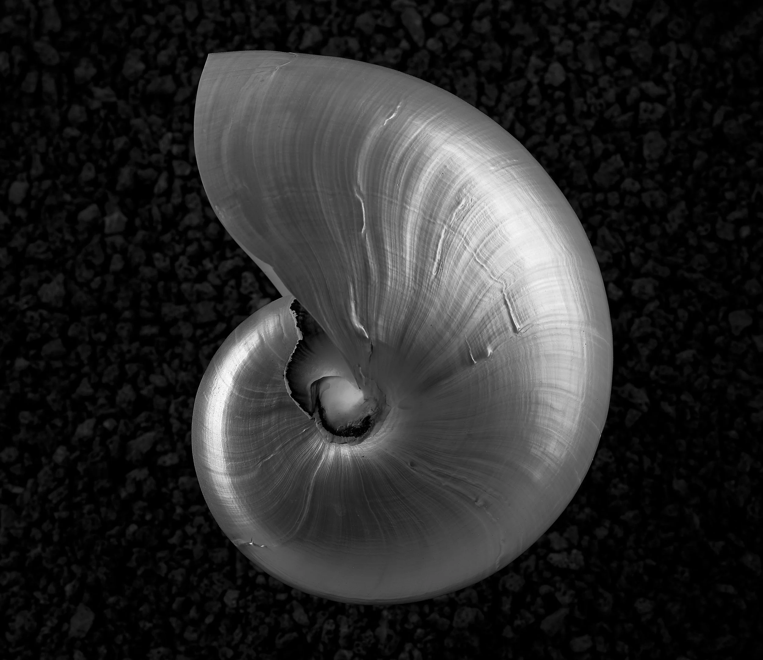NAUTILUS SHELL