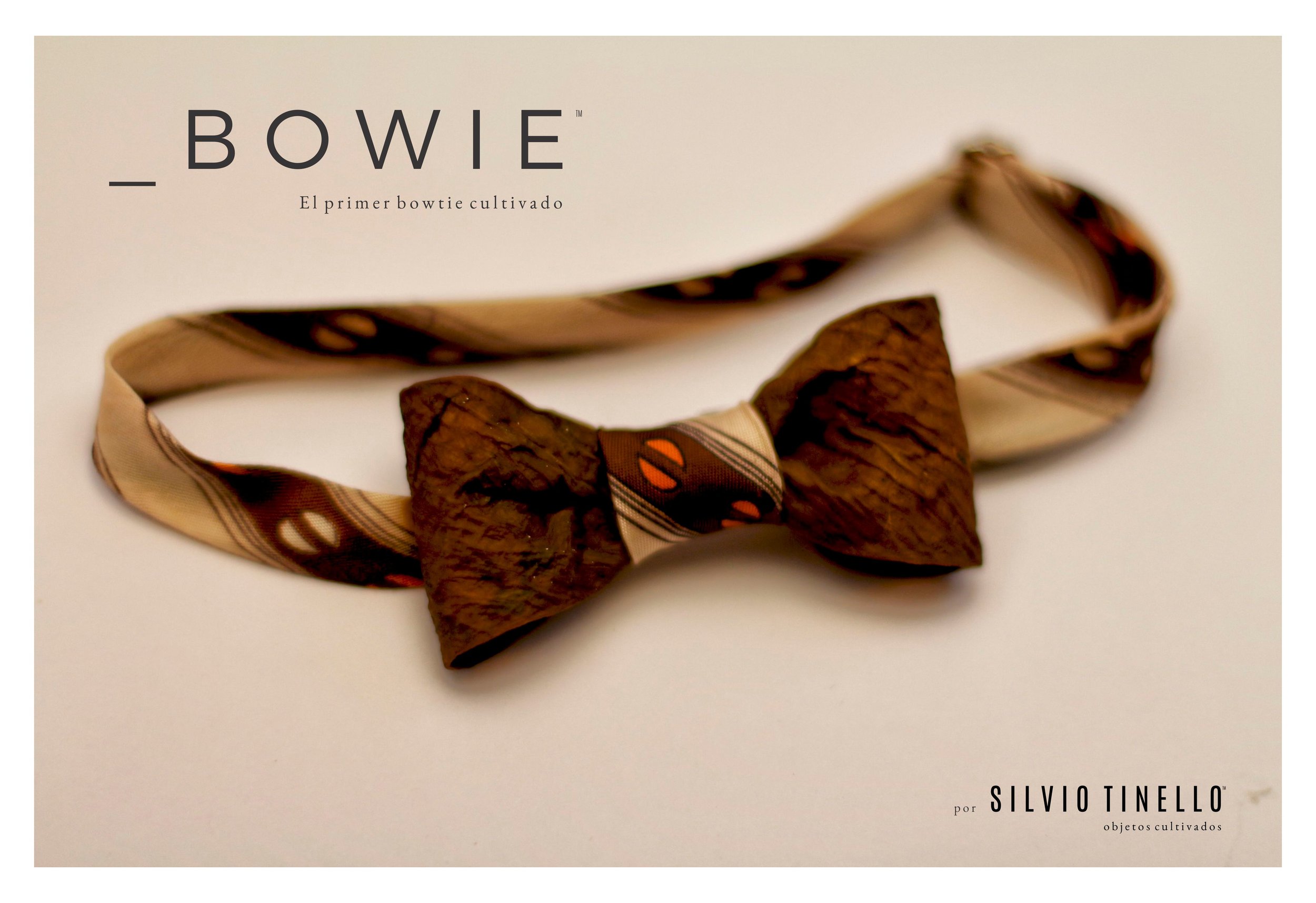 _BOWIE El primer bowtie cultivado - Silvio Tinello.jpg