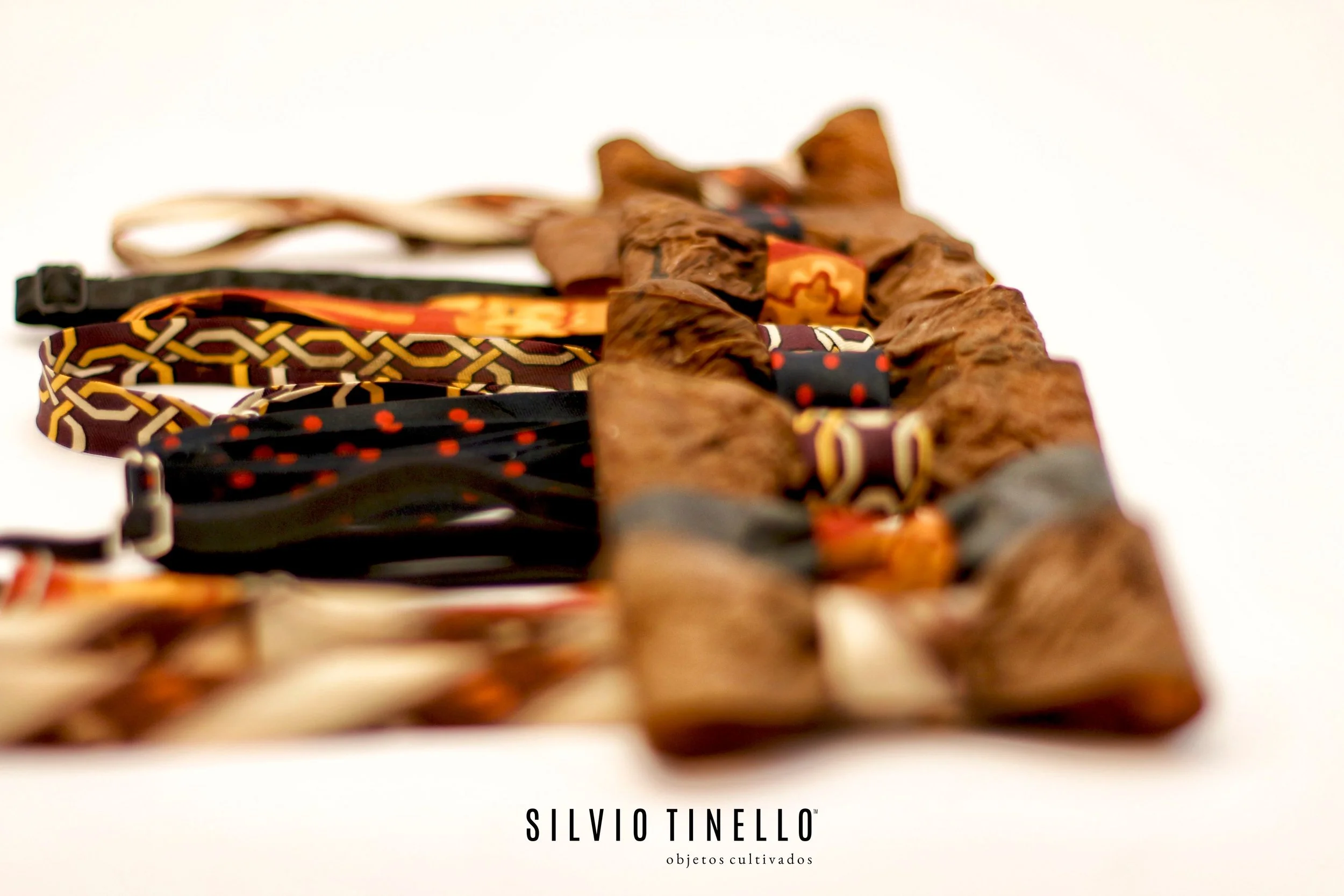 bow tie cultivado 2.jpg
