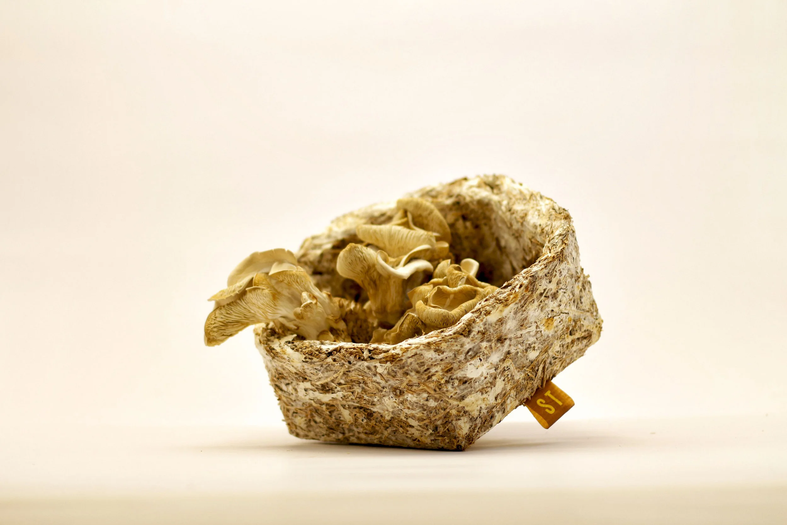 _MG_4928-Edit.JPG