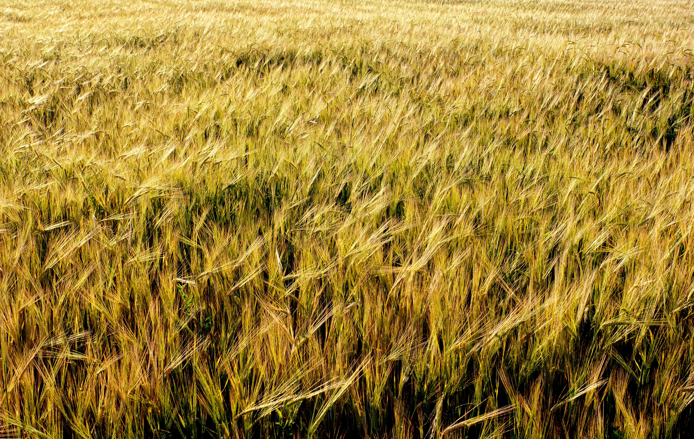 wheat-field-texture.jpg
