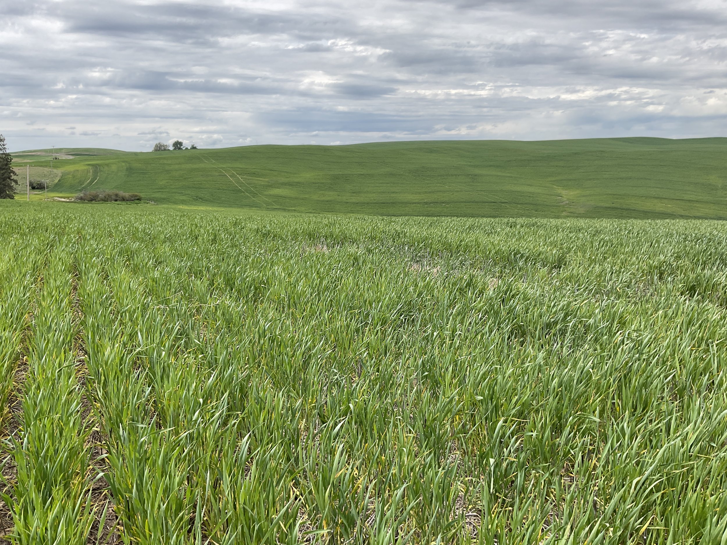 Winter Wheat 2.jpeg