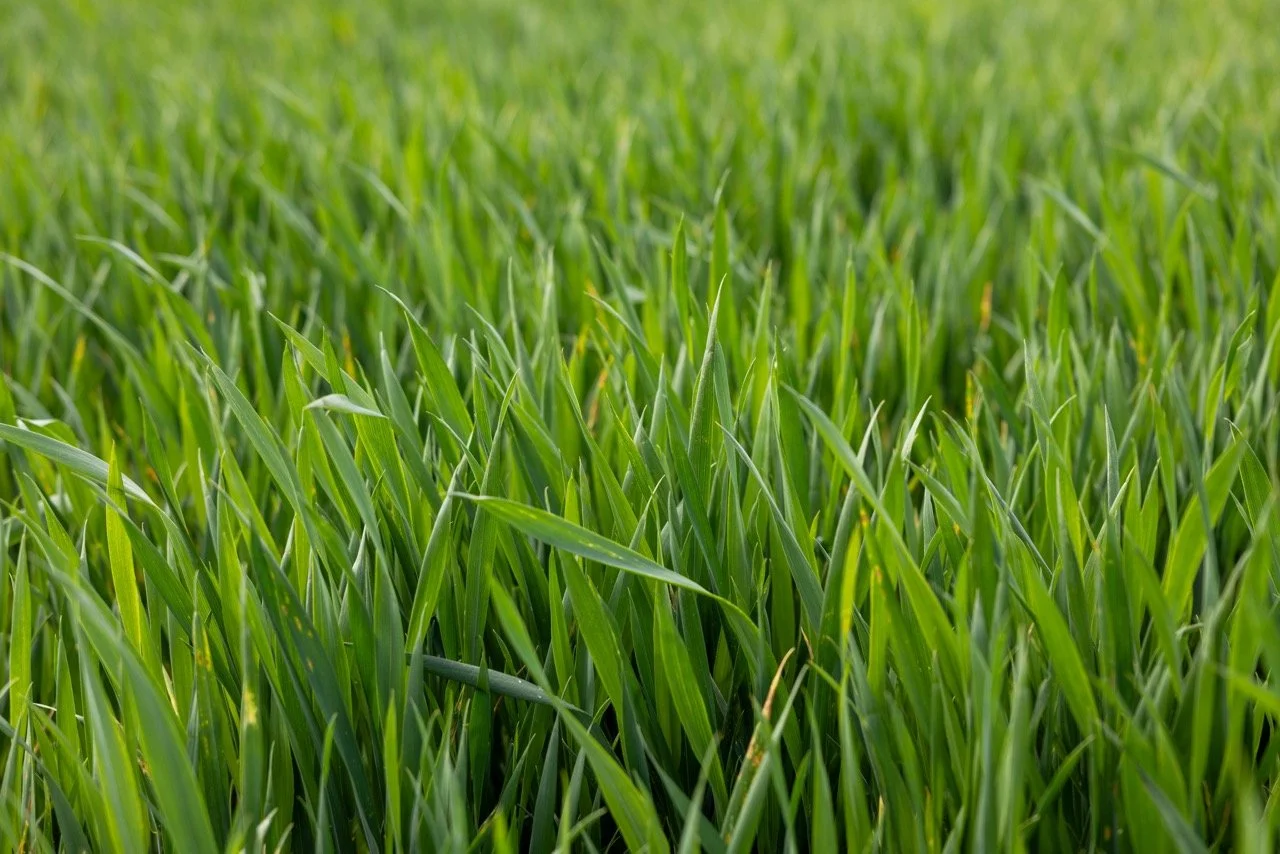 Allert Farm (5-25)-08 Large.jpeg