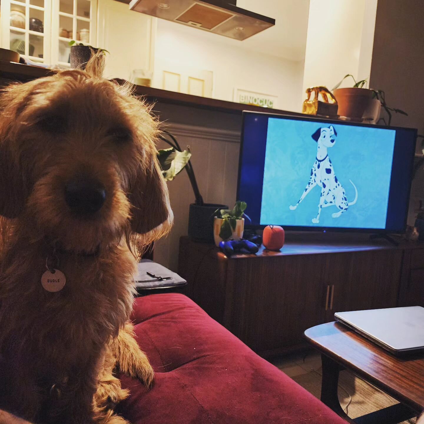 Movie night with @boogie_woogie_bugle_girl as we do some research for a new commission. 

#101dalmations #animation #historyofanimation #dogsinart #dogsofinstagram #doggo