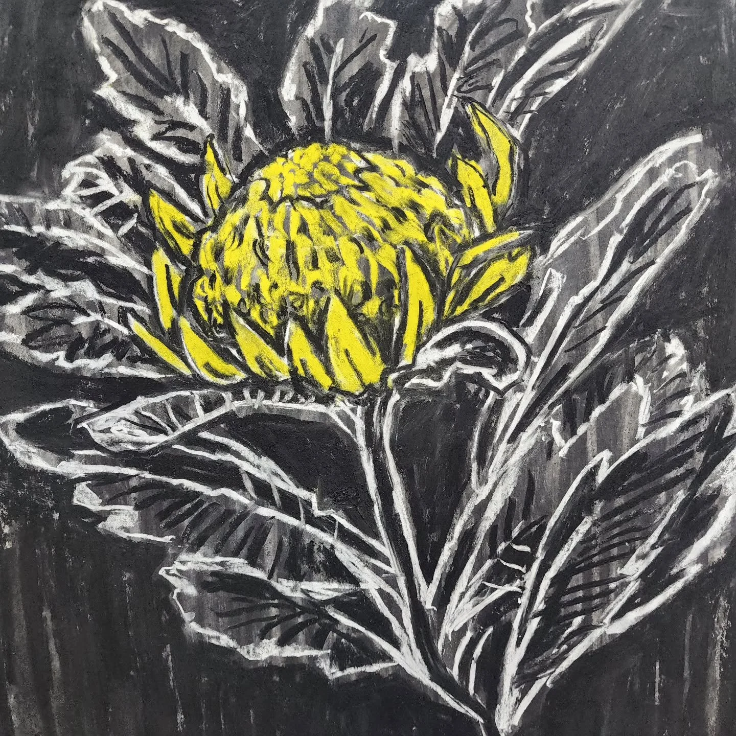 A quick flower for your Friday.

#drawing #animation #botanical #charcoal #waratah