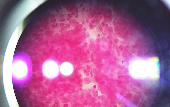 CaseStudy_AmericanBio_03&Cover.png