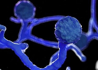 Black Fungus vs. White Fungus