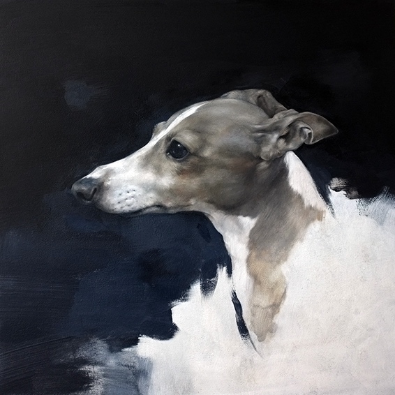 Whippet Head Study