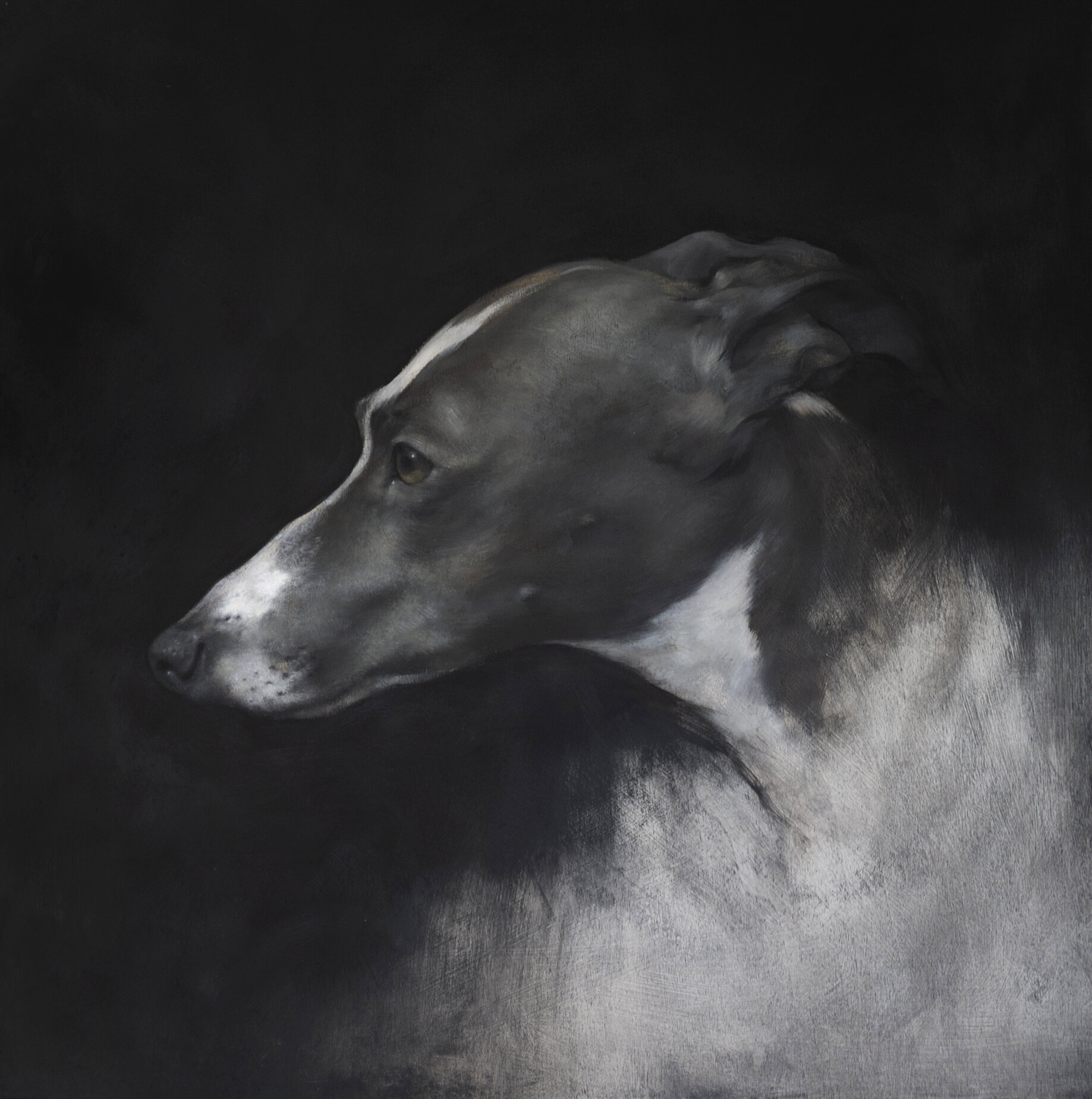 Whippet Head Study