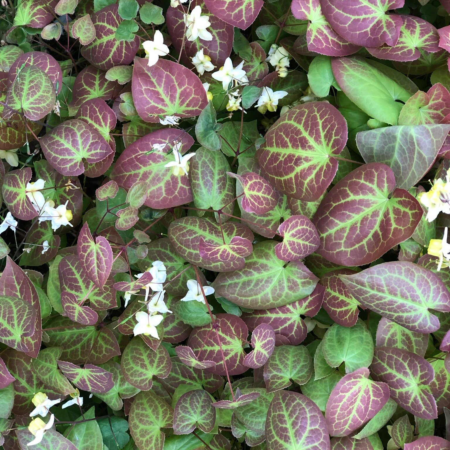 Epimediums are great plants for shady spots, and are invaluable as ground cover under trees. Now is a really good time to cut back any untidy foliage so that the dainty flowers can be fully appreciated. 
#gardendesign #plantingdesign #plantinginspira